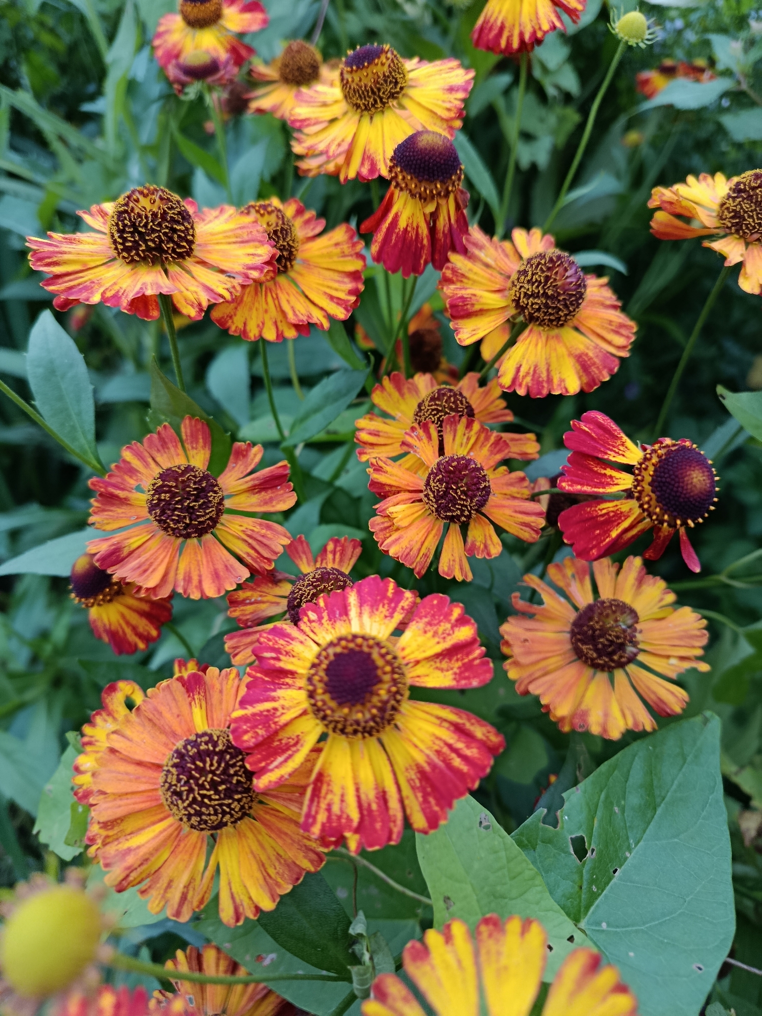 The image shows a close-up of several helenium flowers in bloom. The flowers have bright yellow and orange petals with streaks of red. The centers of the flowers are dark brown and textured. The flowers are growing amidst lush green foliage. The background is a blur of green, indicating an outdoor setting. The scene is likely a garden or a natural area. There is no visible indication of the city of Верея, Russia, or any people in the image.