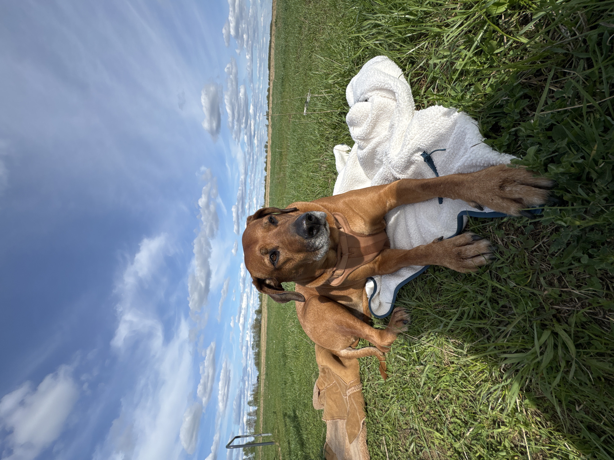 A brown dog is lying on a white towel in a grassy field in Bol'shoye Kozino, Russia. The sky is blue with scattered white clouds. The dog is wearing a brown harness. A tan-colored object sits near the dog's hind legs. The grass is green and sparse.