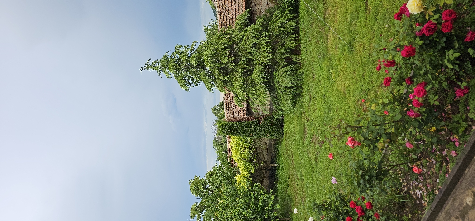 The scene depicts a garden, possibly in Unknown, Unknown. Lush green grass covers the ground, interspersed with a variety of trees and bushes. A tall evergreen tree stands prominently near a building with a reddish-brown tile roof. Along one edge of the garden, a vibrant display of roses in red, white, and yellow hues adds color. A concrete border is visible at the bottom of the frame. The sky above is a pale blue, suggesting a clear day.