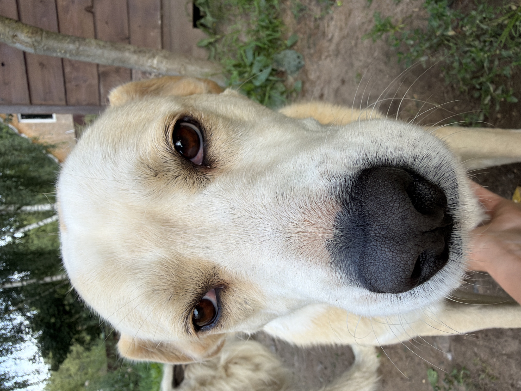 A close-up, head-on shot captures a light-colored dog with dark brown eyes and a black nose. The dog's fur is primarily white with hints of tan around its ears. In the background, blurred green foliage and a wooden structure with a single window are visible. A hand is partially visible at the bottom of the frame, near the dog's chin. The scene appears to be outdoors, likely in a rural or suburban setting. The location is identified as Belaya, Russia.
