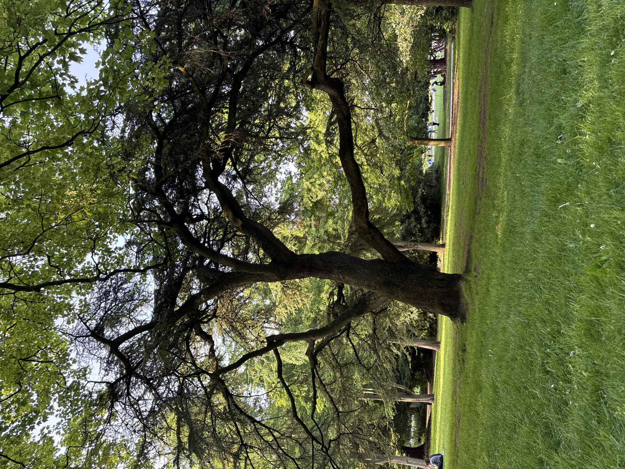 The image shows a park landscape, possibly in Paris, France, due to the common Parisian park design and tree species. A large, mature tree with a thick trunk and extensive branches dominates the scene, providing shade over the green grassy area. The branches, some bare and some with dense foliage, stretch across the frame. In the background, other trees create a canopy effect. A few distant figures are faintly visible in the background, suggesting people in the park. The lighting indicates either early morning or late afternoon, casting long shadows across the grass.
