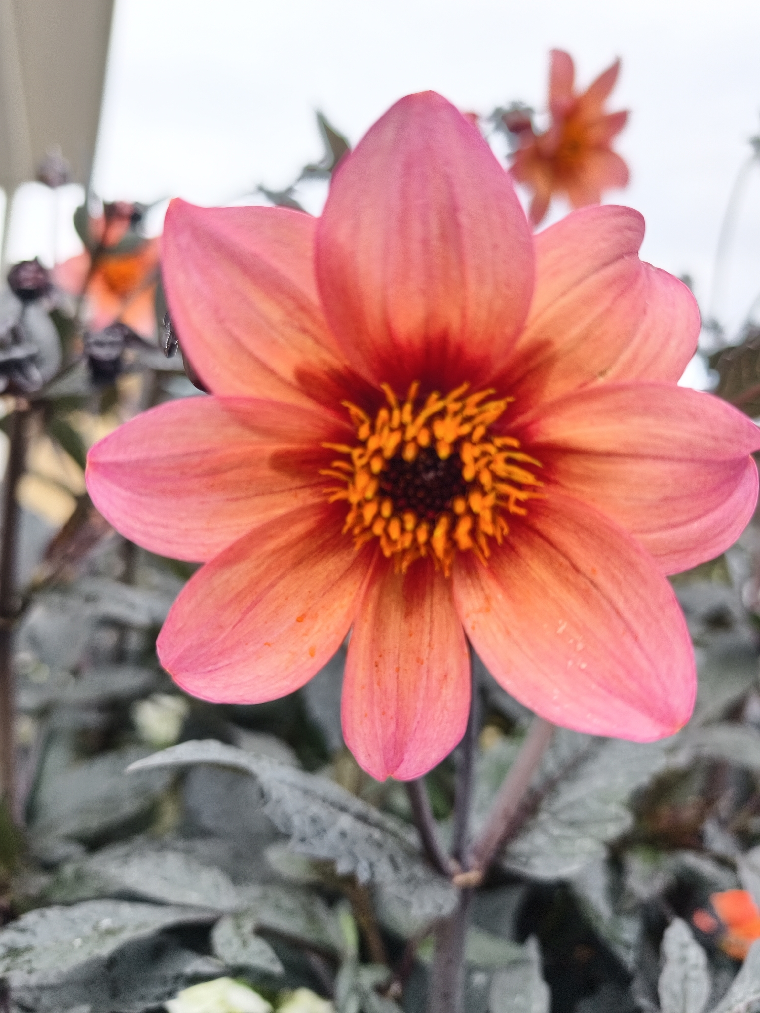 The image shows a close-up of a pink and orange flower with a dark center. The flower has multiple petals that are slightly curved. The background is blurred, but it appears to be an outdoor setting with other flowers and foliage. There are some small water droplets visible on the petals. The image is shot in portrait orientation with the flower filling most of the frame. The lighting suggests it is daytime, possibly overcast. There is no visible indication of the city of Linköping, Sweden in the image.
