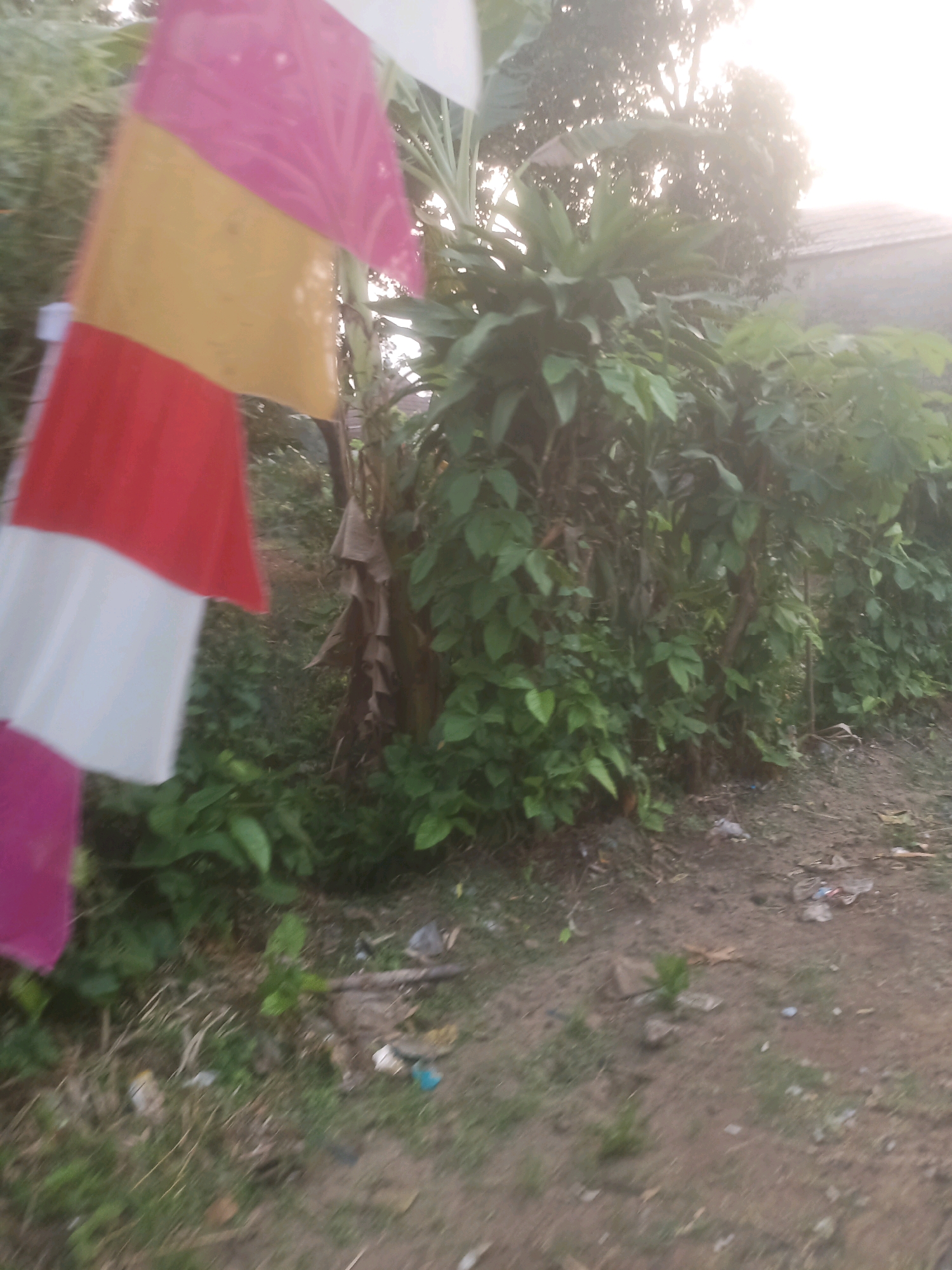 The image shows a blurry, outdoor scene with lush green foliage dominating the mid-ground and background. In the foreground, to the left, is a colorful flag with horizontal stripes of pink, yellow, red, and white. The flag appears to be attached to a pole, part of which is visible. Behind the flag, there are indications of a tree trunk with dried leaves. The ground in front of the foliage is a mix of dirt and sparse green grass, with some scattered debris including what appears to be plastic trash. In the distance, the top of a building with a tiled roof is visible, partially obscured by trees and hazy sunlight. The overall impression is of a somewhat unkempt outdoor area, possibly a yard or roadside, in a tropical or subtropical environment. The location is specified as Ciseeng, Indonesia.