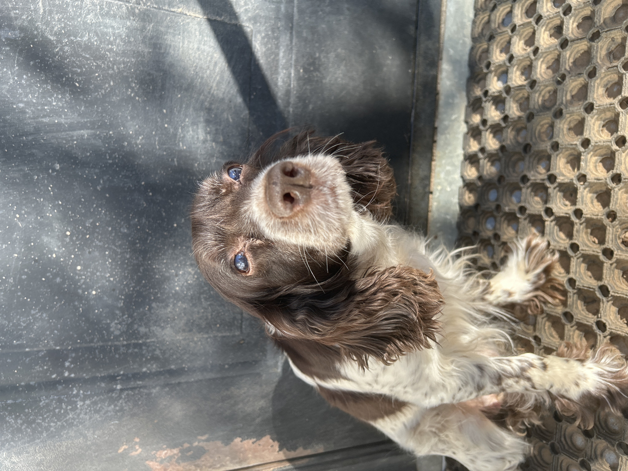 The image displays a brown and white mottled dog, consistent with a Springer Spaniel type, situated outdoors in the city of Фоки, Russia. The animal is in a seated or crouching posture on a dark, hexagonal-patterned rubber mat, looking upwards and slightly to its left. Its fur is shaggy, with a prominent brown nose and blue eyes, the right eye exhibiting partial opacity. Behind the dog is a dark, weathered vertical surface, likely a metal door or painted wall, showing scuff marks and flecks of lighter debris. The scene is illuminated by direct sunlight, casting distinct, sharp shadows on both the background and parts of the dog's body. No human subjects or interactions are present.