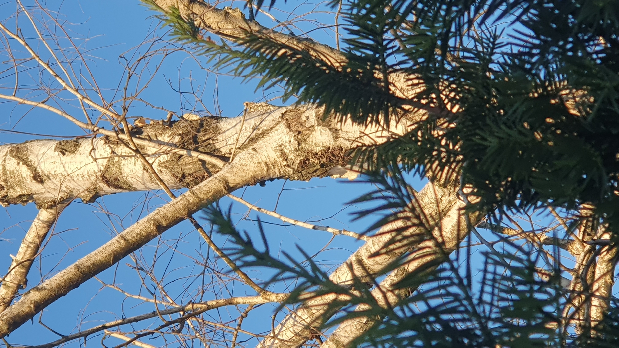 The image shows a close-up view of a birch tree trunk and branches against a clear blue sky. In the foreground, out-of-focus dark green pine needles are visible, creating a layered effect. The birch bark is a mix of white, gray, and dark brown, with a textured, peeling appearance. Sunlight is hitting the trunk and branches, casting shadows and highlighting the textures. Bare twigs and branches of the birch tree extend into the sky. The scene appears to be outdoors, possibly in a park or natural area. There are no people or animals visible in the image. The image is likely from Ust-Labinsk, Russia, given the context provided.