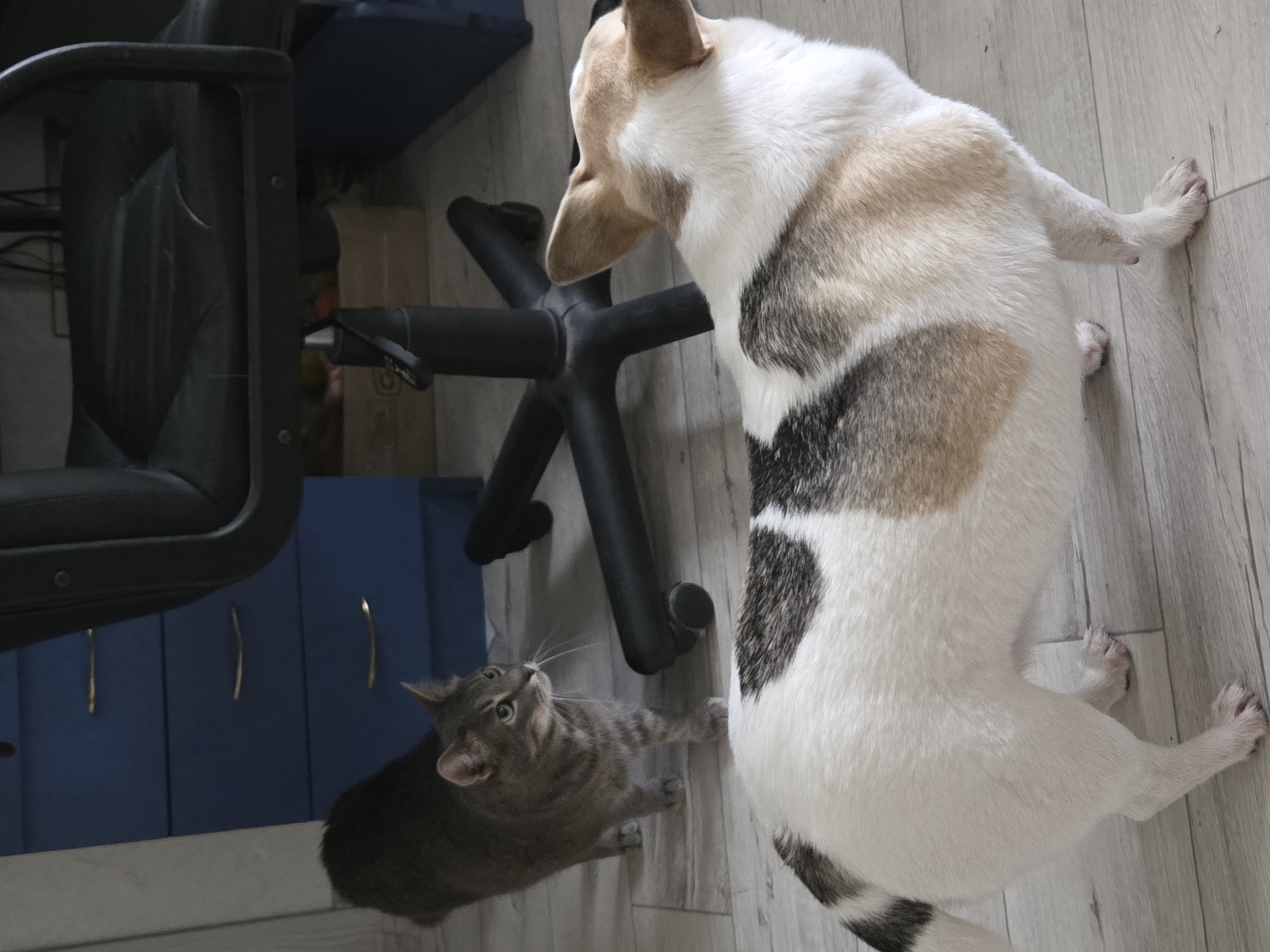 A top-down, eye-level shot shows a light-colored dog and a gray cat standing on a light-colored wooden floor. The dog, positioned on the right, is mostly white with patches of tan and gray/black. It is looking down towards the left, seemingly at the cat. The cat, on the left, is gray and looking up at the dog. Between the two animals is a black office chair. To the left of the chair is a blue cabinet with gold accents.