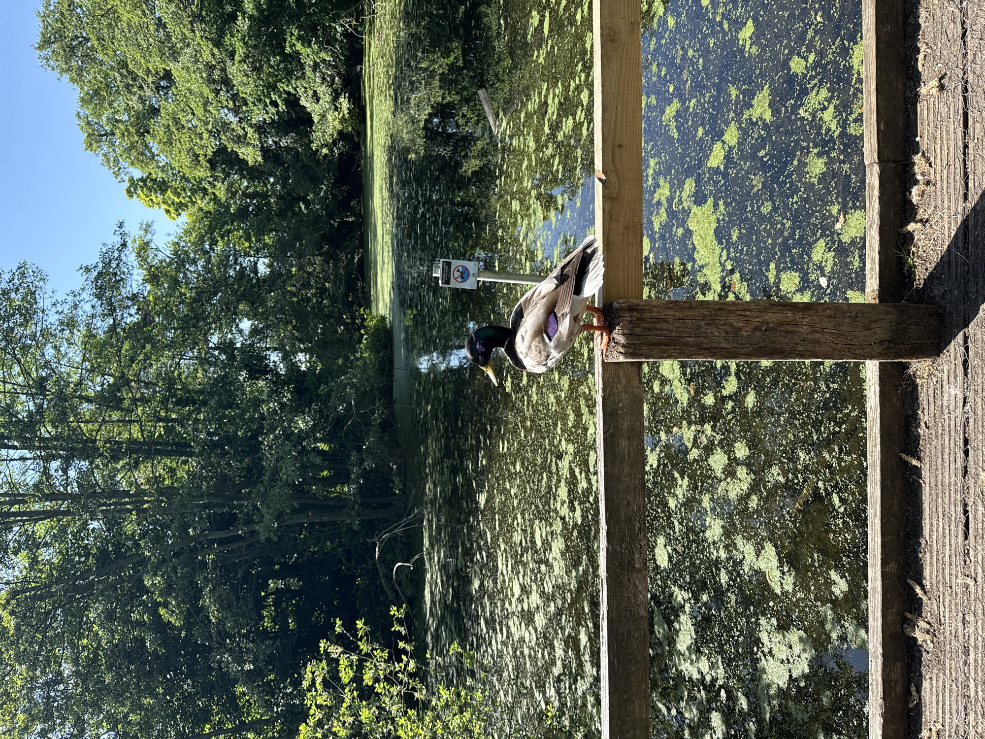A horizontal, eye-level shot depicts a male mallard duck perched on a wooden structure at Christchurch Park, Ipswich, United Kingdom. The duck is on a post overlooking a body of water covered in algae. The surrounding environment is densely wooded.