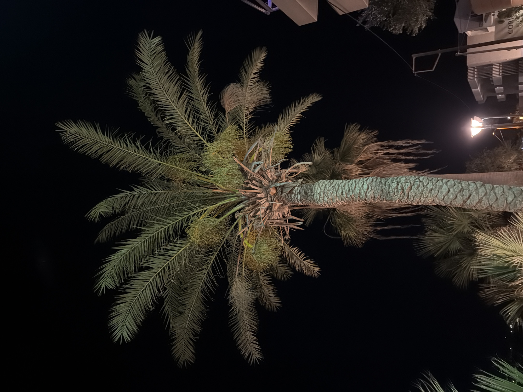 A low-angle view shows a large palm tree at night in Georgioupoli, Greece. The palm tree's trunk is textured and illuminated from below, with its fronds reaching upwards against a dark sky. Clusters of small, green fruits are visible amongst the fronds. In the background, parts of buildings and a street lamp can be seen, also illuminated. Another palm tree is partially visible behind the main subject. The scene appears to be in an outdoor urban or resort setting.