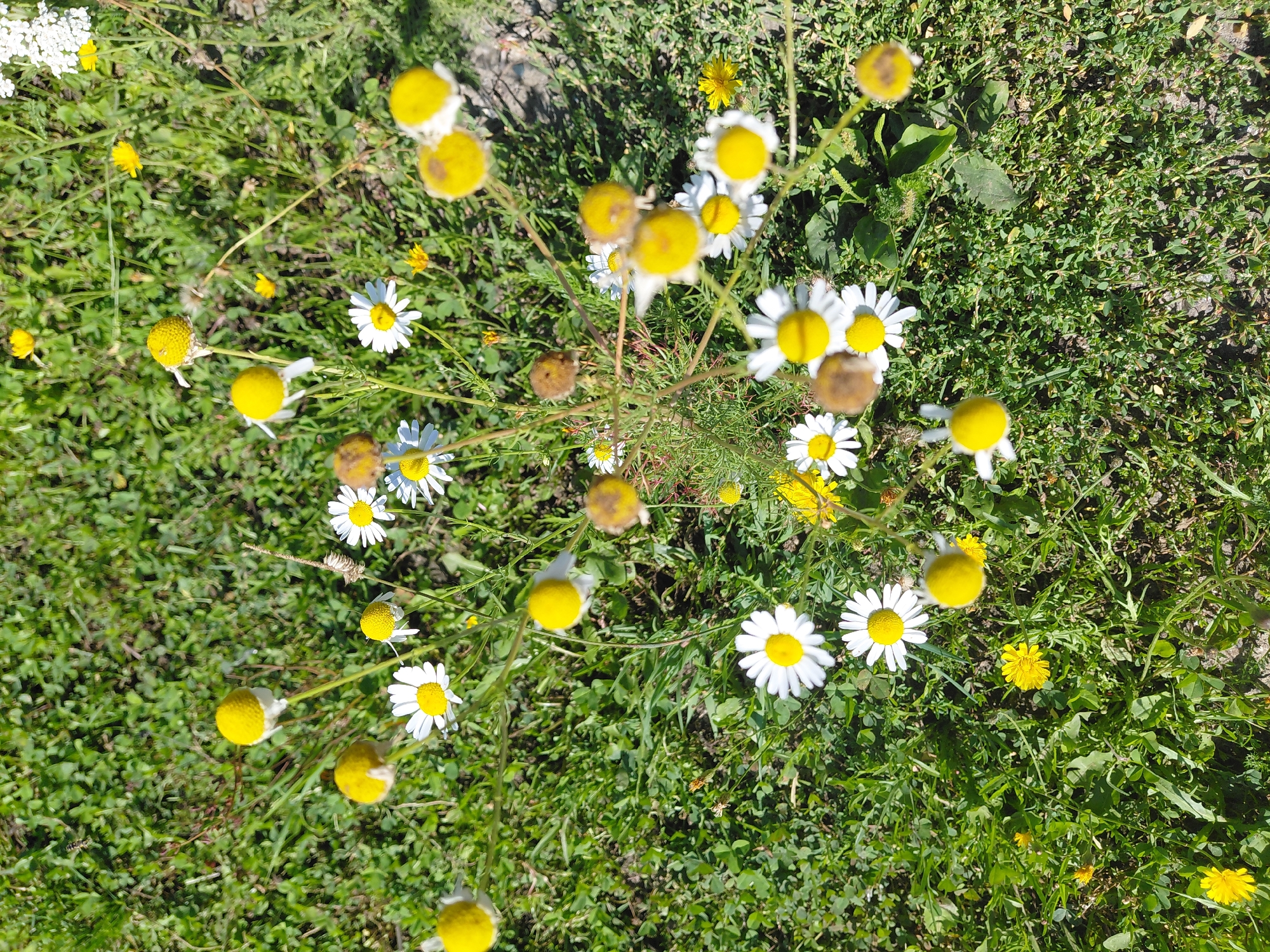 The image shows a patch of ground in Malinovka, Russia, covered with green grass and a scattering of daisies and yellow flowers. Several daisies are in bloom, with white petals and yellow centers. Some of the daisies have gone to seed, appearing as brown, dried-out pom-poms. There are also several small yellow flowers, possibly dandelions, in various stages of bloom and decay. The overall impression is of a natural, uncultivated area.