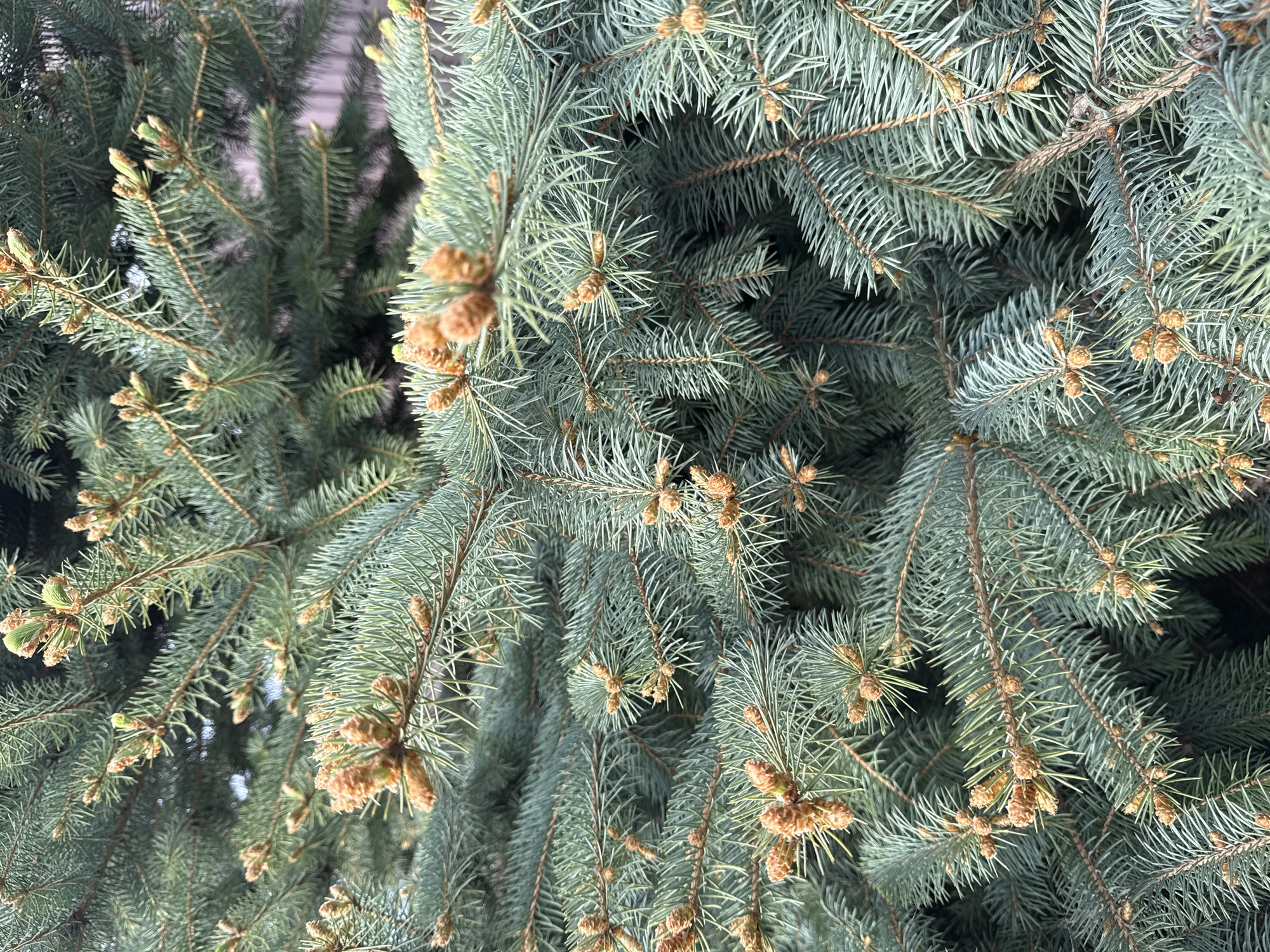 The image shows a close-up of a blue spruce tree. The needles are blue-green, and the branches are dense. Small brown cones are visible on the branches. The location appears to be an outdoor setting, although the precise city or environment is unknown.