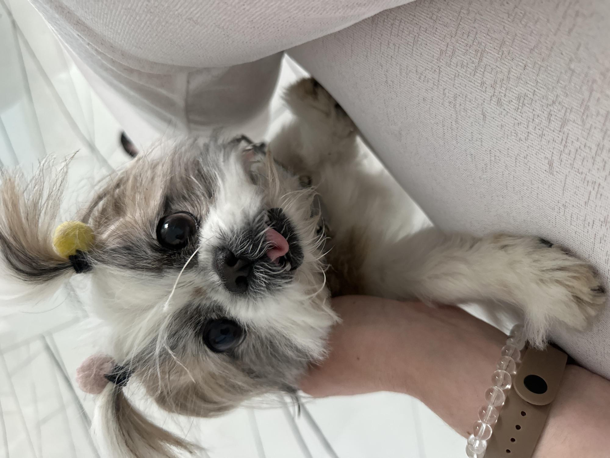 A close-up, rotated image shows a small dog being held upside down. The dog, a Shih Tzu, has grey and white fur and its tongue is sticking out. Its fur is tied into two small pigtails with colored elastic bands. A human hand with a beaded bracelet and a tan watch band is holding the dog by its midsection. A white, textured, upholstered surface is in the background, possibly a sofa or chair. The location is not specified.