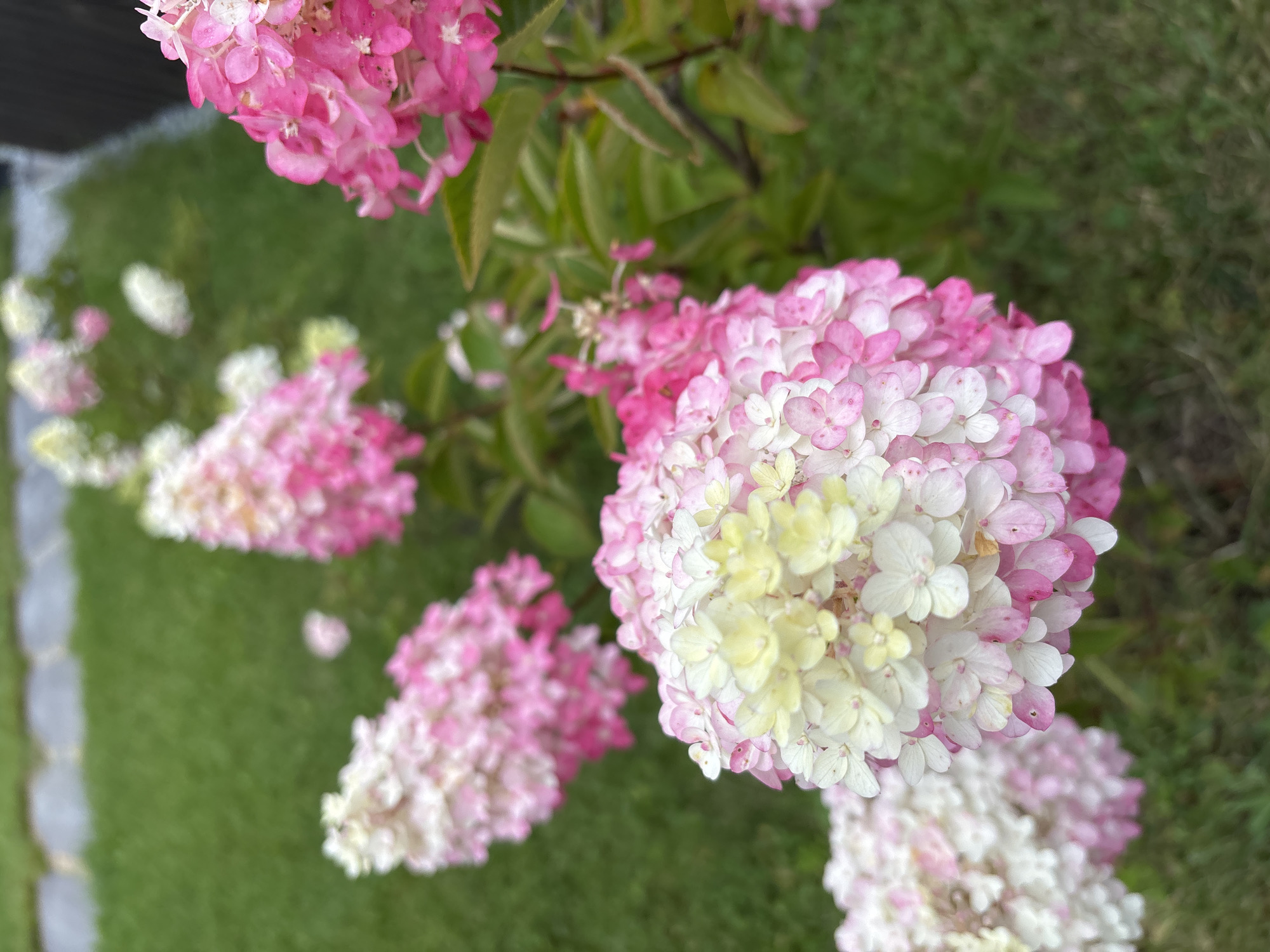 A close-up, vertical shot shows several clusters of Hydrangea paniculata flowers. The flowers transition from white and pale yellow at the top to light pink and vibrant fuchsia towards the bottom. The background is a blurred expanse of green grass, with a hint of grey paving stones in the upper left corner. There are no people or animals visible in the image. The setting appears to be a garden or park area in Zvenigorod, Russia.