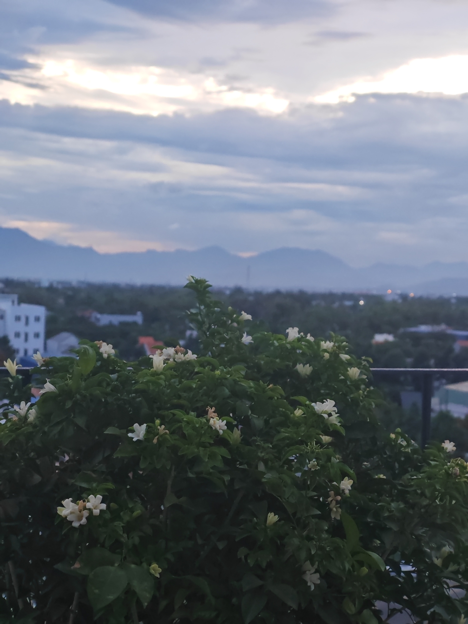 The image captures a serene rooftop view in Đà Nẵng, Vietnam, at dusk. In the foreground, a lush green bush is adorned with delicate white flowers, their petals slightly blurred by the soft light. Beyond the foliage, a cityscape unfolds with buildings of varying heights, including a prominent white multi-story structure on the left. The middle ground is filled with a dense canopy of trees, suggesting a verdant urban landscape. In the distance, a range of hazy blue mountains forms the horizon, their contours softened by the twilight atmosphere. The sky above is a canvas of muted blues and grays, with streaks of white clouds hinting at the last rays of sunlight breaking through. The overall impression is one of tranquil beauty as day transitions into night.
