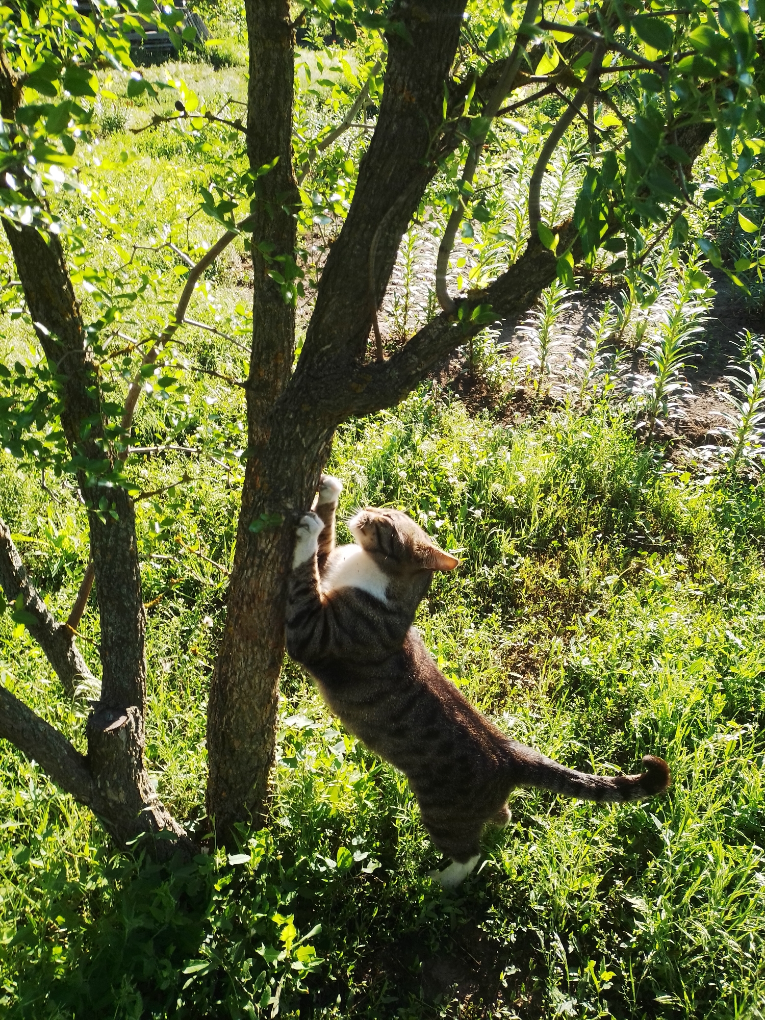 In Ustyvytsia, Ukraine, a tabby cat with white markings is captured in mid-action, climbing a tree in a sun-drenched outdoor setting. The cat's paws are securely gripping the rough bark of the tree trunk, and its body is stretched vertically as it ascends. The surrounding environment is lush and green, with abundant grass and foliage, indicating a natural, possibly rural or garden area. Sunlight illuminates the scene, casting dappled shadows and highlighting the textures of the grass and tree bark. The background reveals more greenery and rows of plants, suggesting a cultivated area beyond the immediate vicinity of the tree. The image captures a moment of feline agility and interaction with its natural surroundings.