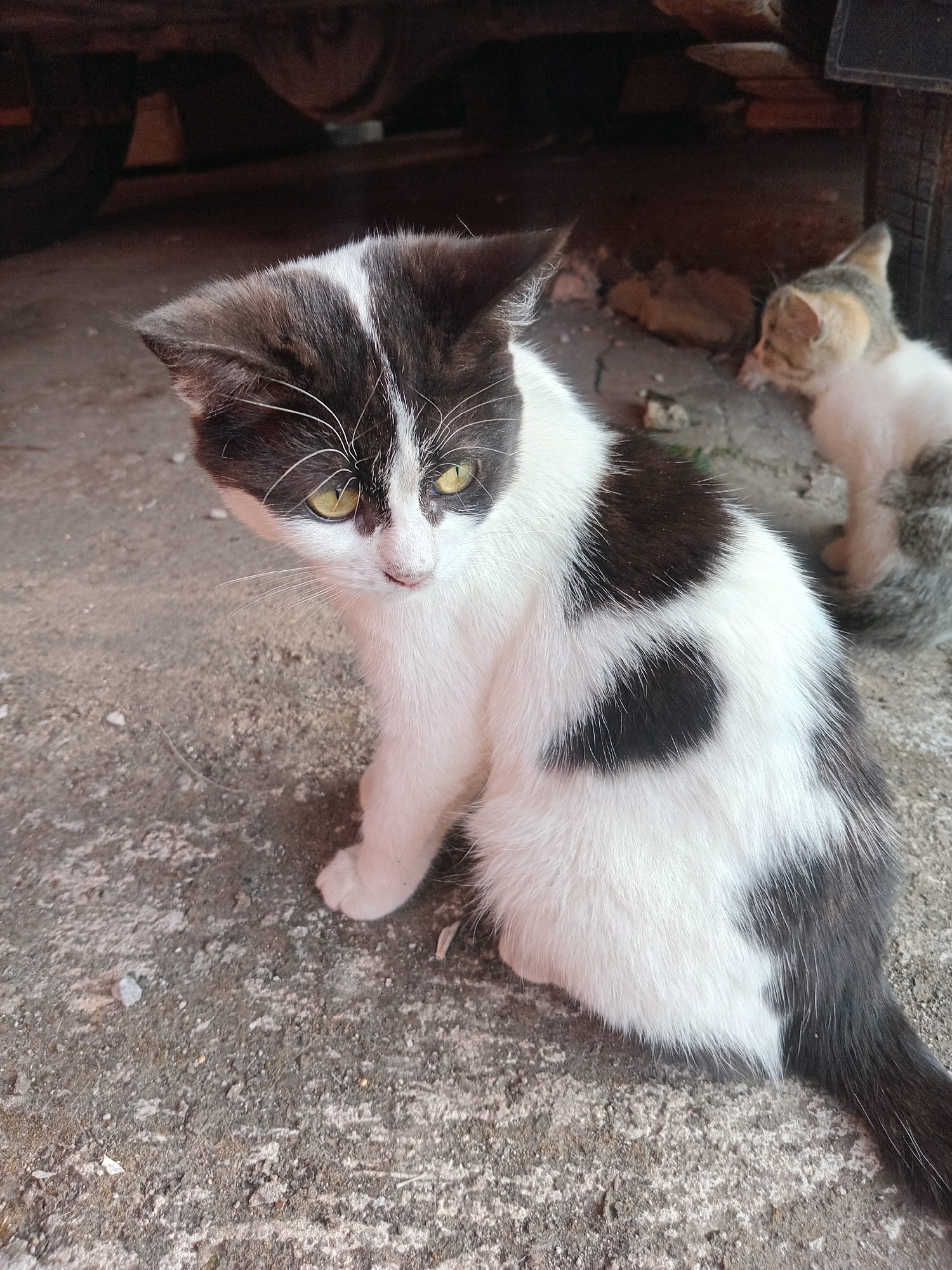 In Claket, Indonesia, two cats are captured in an outdoor environment, possibly near a building or vehicle. The primary subject is a black and white cat sitting on a grey, rough-textured ground. This cat is facing to the left of the frame, with its head tilted slightly downwards, revealing bright yellow eyes. Its fur is predominantly white with large, irregular black patches, including a distinct one on its left flank and a dark tail.
In the background, partially obscured by the larger cat, is a smaller kitten. This kitten has a lighter coat, primarily white with tabby-like markings on its head and back. It appears to be looking towards the larger cat or something out of frame to the left.
The ground appears to be a concrete or asphalt surface, with small pebbles and debris scattered across it. In the upper portion of the image, the underside of a dark object, possibly the chassis of a vehicle, is visible, suggesting the cats are in a driveway, alley, or parking area. The lighting suggests it is daytime, with natural light illuminating the scene.