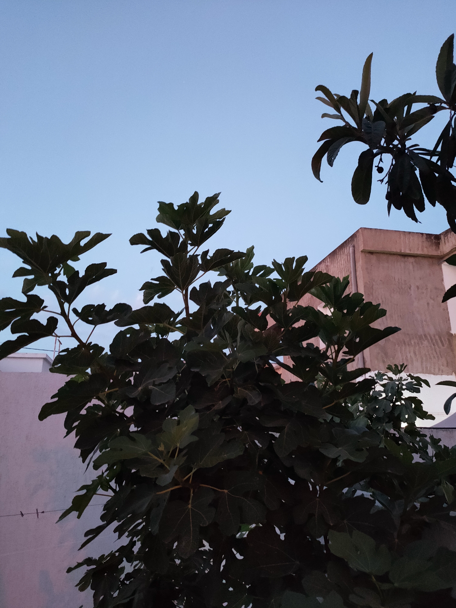 The image depicts a view of a building and trees against a twilight sky. The building, situated in Ariana, Tunisia, has a light-colored, textured facade with a sloped roofline visible. In the foreground, a fig tree with large, dark green leaves dominates the scene, its branches reaching towards the sky. Another tree with smaller leaves and a few dark fruits is visible in the upper right portion of the frame. The sky transitions from a pale blue at the top to a slightly warmer, pinkish hue closer to the horizon, suggesting either dawn or dusk. A thin wire with two small objects, possibly birds, is stretched horizontally on the left side of the image, attached to a pole on a light-colored wall. The lighting is dim, indicative of the low light conditions of twilight.