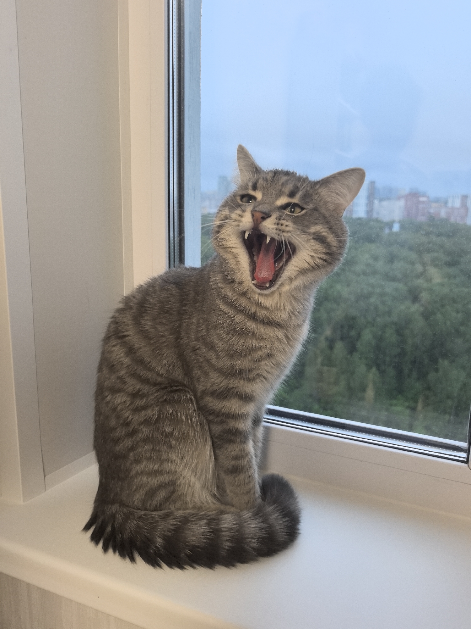 A tabby cat is sitting on a white windowsill, yawning widely. The cat is facing left and is gray with black stripes. Its mouth is open, revealing its pink tongue and sharp teeth. Behind the cat, a large window looks out onto a view of green trees and buildings, suggesting an urban setting. The sky outside is overcast and blue. The windowsill appears to be part of an interior space, with a white wall to the left of the cat. There is no evidence to suggest this location is in the city of Perm, Russia.