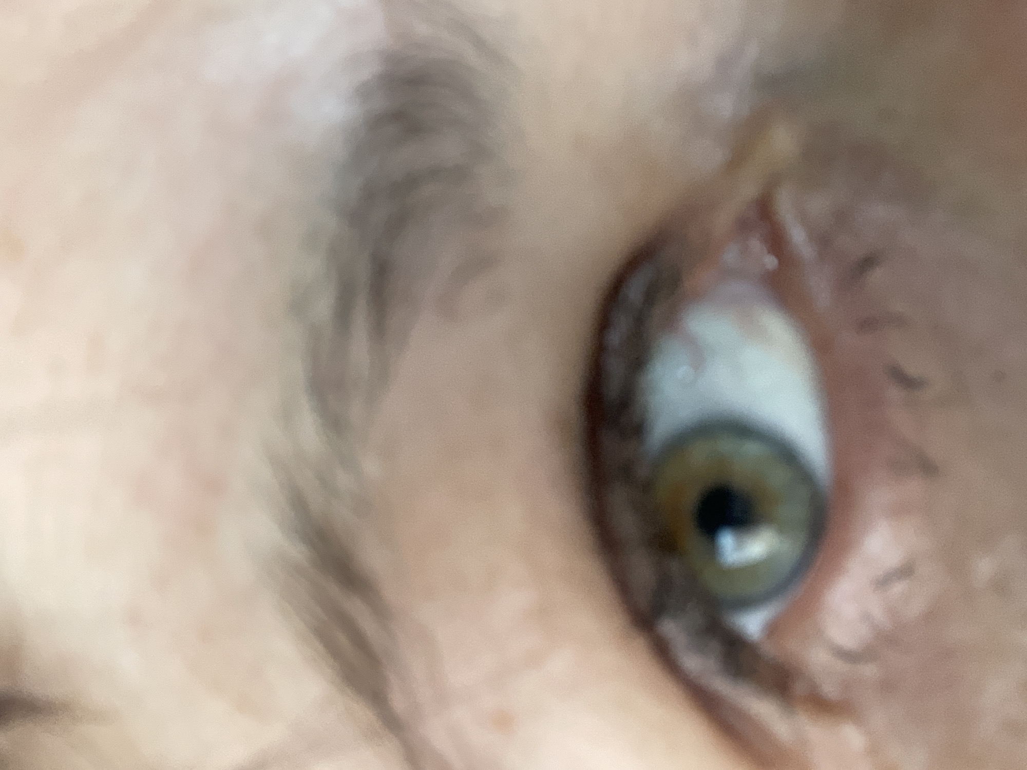 A close-up, slightly blurry, eye-level, portrait-style, indoor, eye shot shows a human eye. The eye is a light hazel color with a dark pupil. The surrounding skin is fair and appears to have some redness. Eyelashes are visible. The eyebrow above is light brown and sparsely populated. The image appears to be taken in an urban setting, possibly in the city of Tervolovo, Russia, though there are no definitive landmarks to confirm this location.