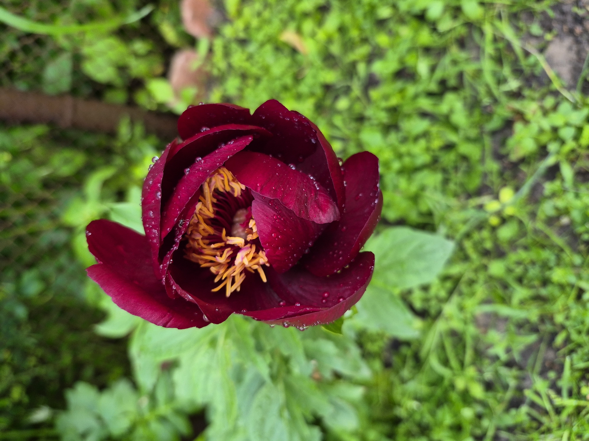 The image displays a single, partially opened dark red flower, identified as a peony-like species, located in Hlevakha, Ukraine. The petals are a deep burgundy or maroon color and are covered with numerous small, spherical water droplets, indicating recent precipitation or dew. The flower's center features a prominent cluster of bright orange-yellow stamens with visible anthers, surrounded by the dark petals.
The flower is positioned centrally in the frame, angled slightly downwards and to the left from a top-down perspective, and is in sharp focus. The immediate background directly behind and to the left of the flower consists of large, blurry green leaves, likely belonging to the same plant. The broader background is an unfocused expanse of dense green foliage, suggesting a garden or cultivated outdoor environment. In the upper right quadrant of the background, a vertical, reddish-brown object, consistent with a wooden post or stake, is faintly visible. Towards the lower right, several irregular, reddish-brown shapes, possibly bricks or stones forming a garden border, are discernible against the blurry green ground cover. The foreground directly beneath the flower is composed of blurry green grass and patches of dark soil. No individuals or specific actions are depicted within the scene.