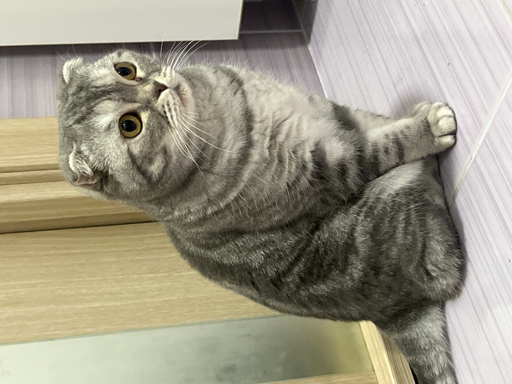 A grey tabby Scottish Fold cat is sitting on a tiled floor. The cat is facing to the right, with its ears folded down. Its eyes are wide open and yellow. The cat's fur is patterned with dark grey stripes on a lighter grey background. The floor is tiled with light purple and white tiles. In the background, there is a wooden cabinet on the left and a white cabinet on the right. The scene is indoors. There are no people visible in the image. This image was taken in Chaikovsky, Russia.