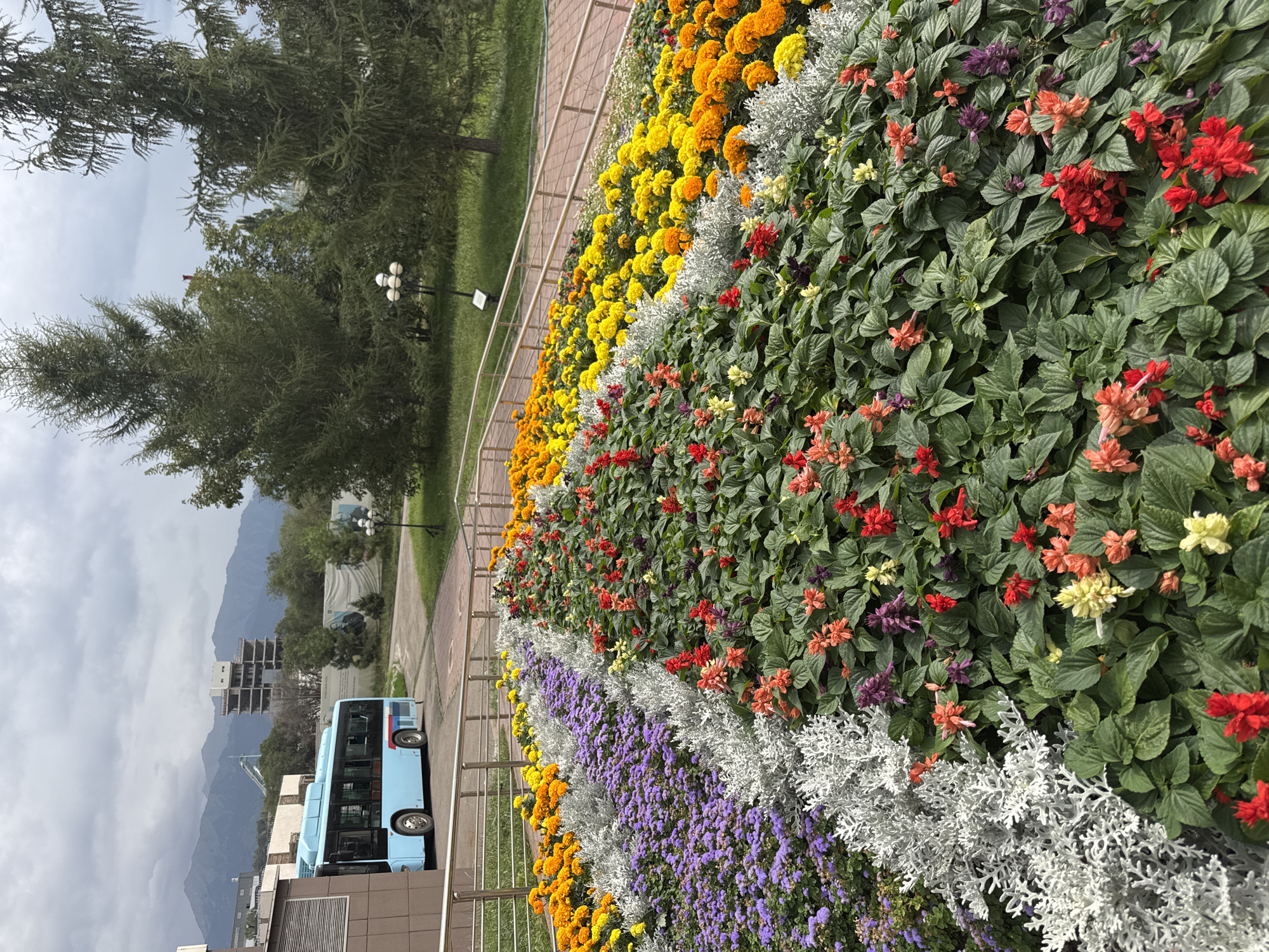 The image depicts a vibrant flower bed in Almaty, Kazakhstan, featuring a multi-colored arrangement of flowers in rows. The foreground is dominated by a dense display of green foliage interspersed with various colored flowers, including red, orange, and purple salvia, and some lighter yellow blooms. Adjacent to this are rows of silver-leafed plants, followed by purple flowers, and then bright yellow and orange marigolds. In the background, a light blue bus is parked to the left, and beyond it, mountains and a partially constructed building are visible. The scene is set on an overcast day, with mature trees and lampposts present in the middle ground, and a paved walkway and railing system bordering the flower bed.