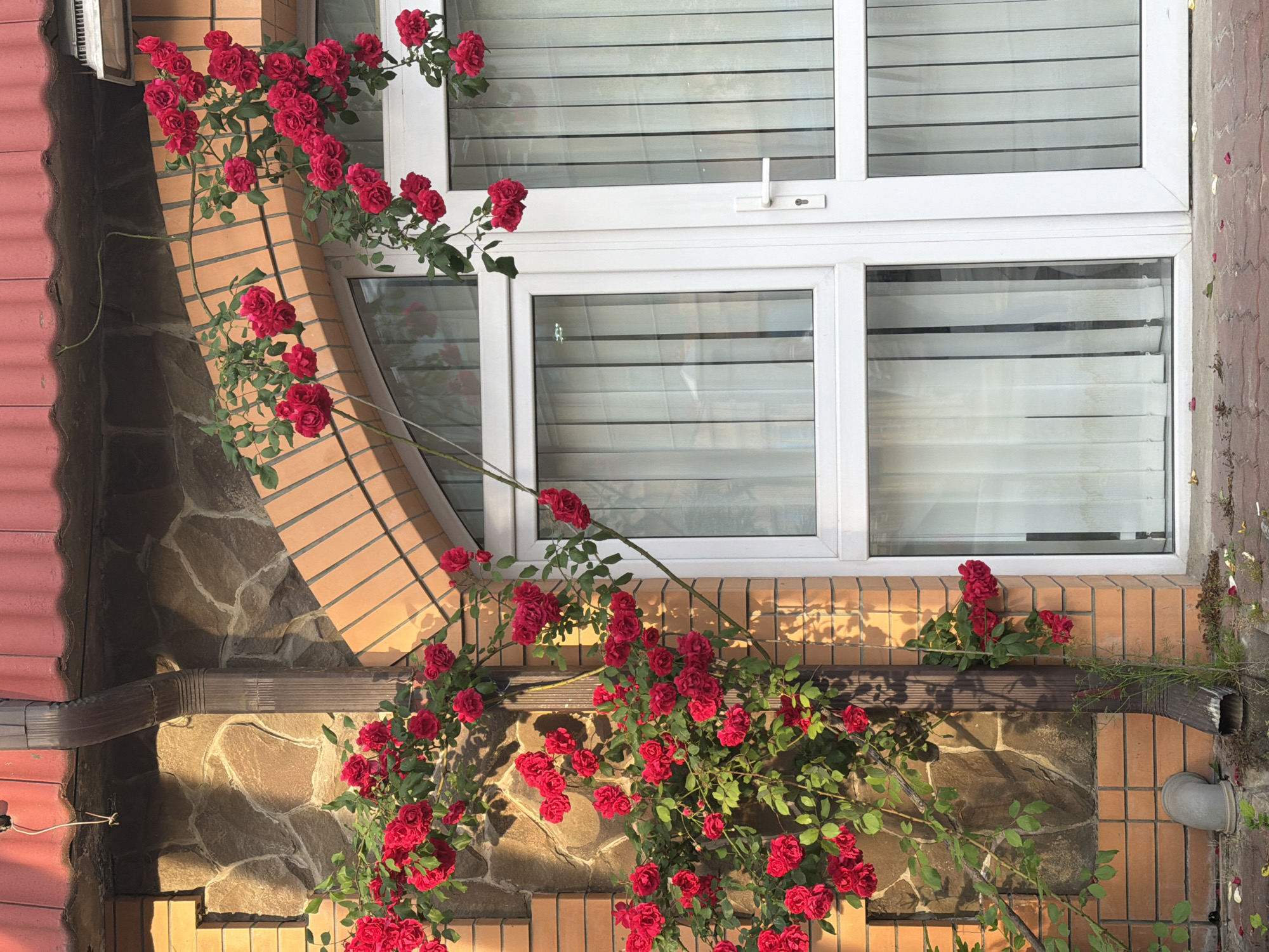 A low-angle shot shows a white-framed window with closed blinds, surrounded by a brick and stone facade on a building exterior. Red climbing roses with vibrant green leaves cover a portion of the building's facade, extending both above and below the window. The roof and a drainpipe are partially visible in the image. The scene is illuminated by sunlight, casting shadows on the wall. The location is Sochi, Russia.