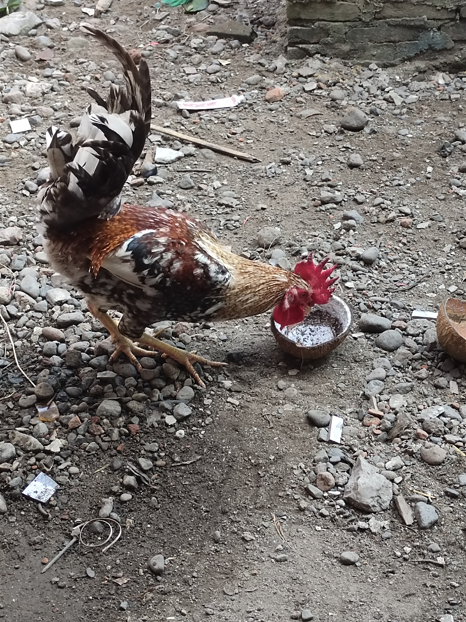 A rooster with multi-colored plumage, predominantly brown and white, stands on a gravelly surface in what appears to be an outdoor area. The rooster is bending its head down to drink from a halved coconut shell that contains some liquid and white granular material. In the background, a brick wall is visible, suggesting a constructed area. Scattered on the ground are various pebbles, small rocks, and some debris, including what looks like a piece of white paper or plastic. To the right of the main subject, another halved coconut shell is visible, empty. The scene is lit by natural light, casting some shadows on the ground. The overall environment suggests a rustic or semi-rural setting, possibly in the vicinity of Rayeukmatangkuli, Indonesia, given the provided context.