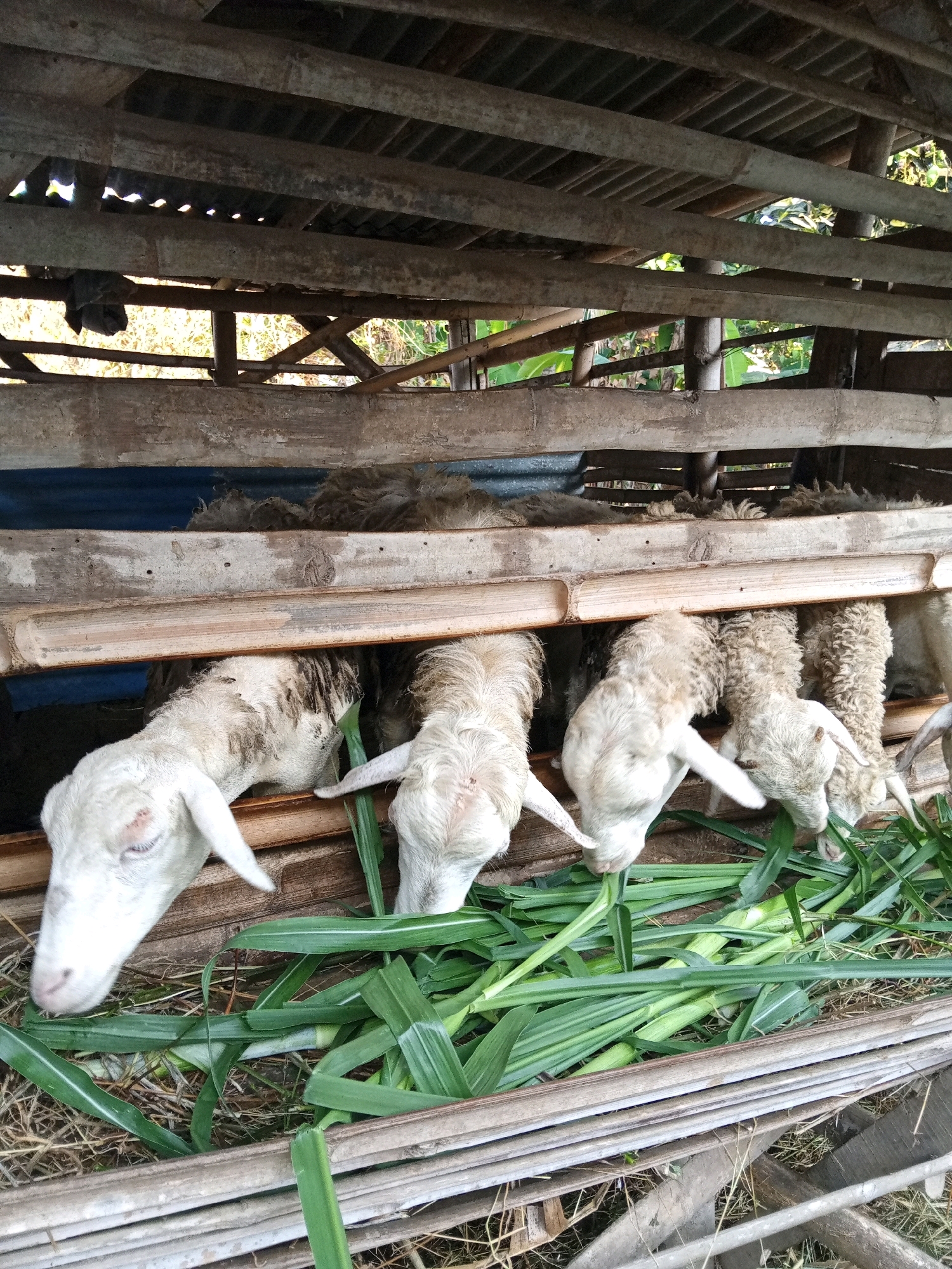 In Plesan, Indonesia, a close-up shot captures a group of goats in a rustic wooden enclosure. The goats, primarily white with some darker markings on their fur, are gathered at the front of the enclosure, heads lowered to eat a pile of fresh green fodder, likely grass or corn stalks. They are eating from a trough made of bamboo. The enclosure appears to be a simple structure, constructed from rough-hewn wooden beams and planks, with a partially visible corrugated metal roof. The background reveals hints of vegetation and trees, suggesting an outdoor or semi-outdoor setting. The overall scene depicts a rural farming environment focused on animal husbandry.