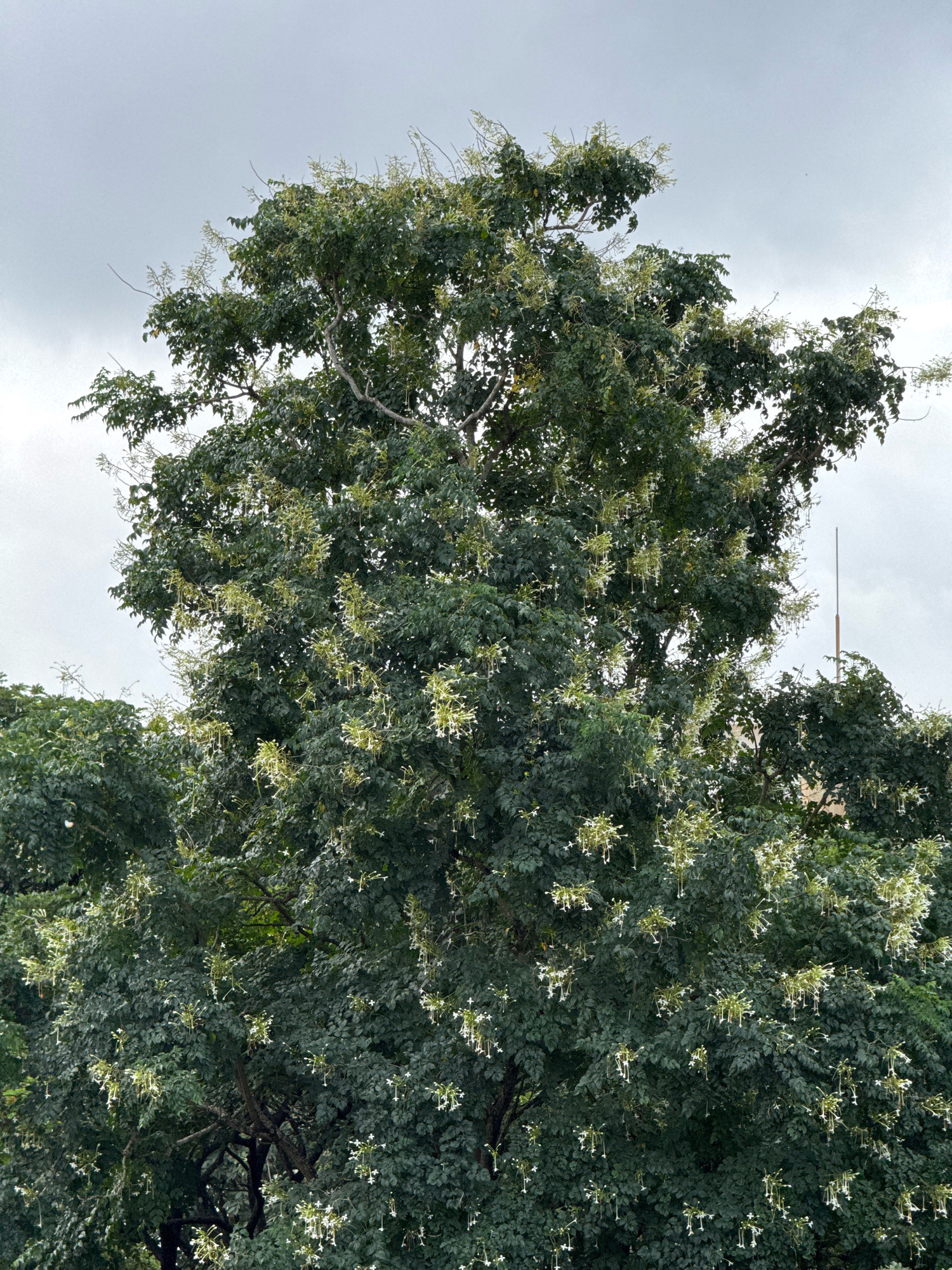 A medium shot captures a large tree in Ettimadai, India, its branches densely covered in dark green leaves and adorned with clusters of small, delicate white flowers. The sky above is overcast and grey, suggesting a cloudy day. The tree fills most of the frame, with its canopy extending towards the top. In the upper right background, a slender, metallic pole rises vertically against the sky, and hints of buildings can be seen behind the foliage on the right side. The overall scene is dominated by the natural elements of the tree and the sky.