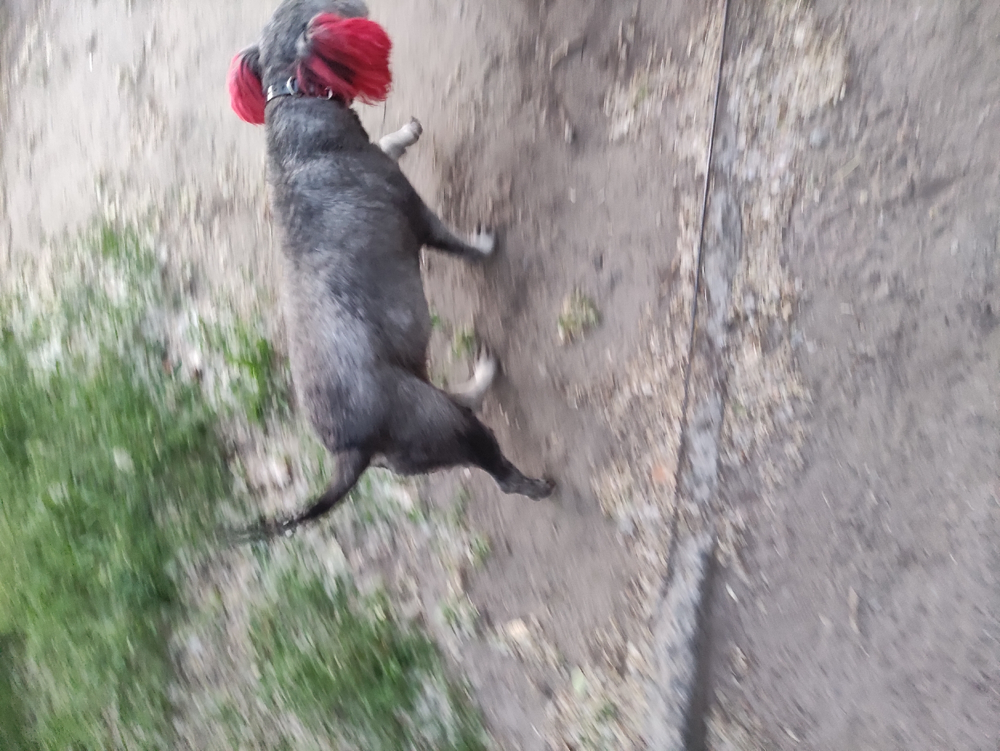 A grey dog with red faux dreadlocks attached to a black collar walks across a dirt path next to a patch of green grass. The dog is in motion, as evidenced by the motion blur in the image. The background is out of focus, but appears to be a natural, outdoor environment. There are no people visible in the image.