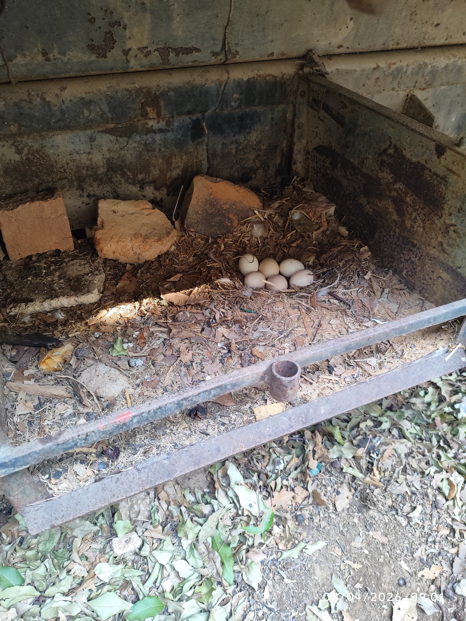 The image shows a nest of eggs in a rusty metal container. The nest is made of leaves, twigs, and some feathers. There are eight eggs in the nest. Several bricks are located at the back of the metal container. The container sits on the ground, surrounded by fallen leaves. The location is Unknown, Unknown. A timestamp is present in the lower right corner, reading "08/04/2026 09:01".