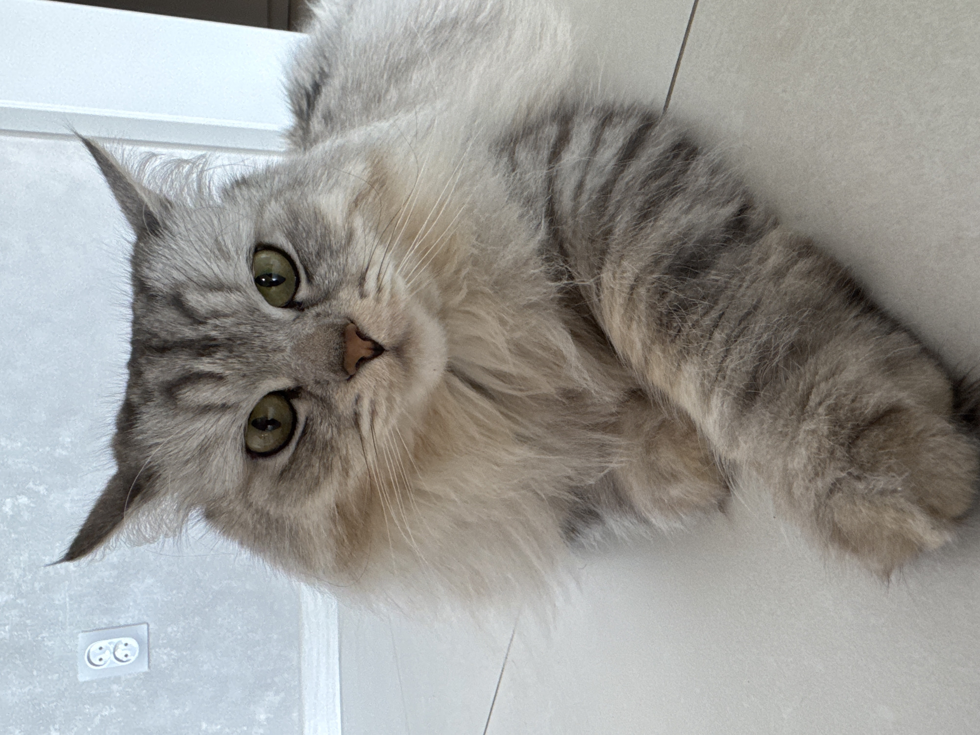 A gray and white long-haired cat with green eyes and a pink nose lies on a light gray tiled floor. The cat is facing the camera with its head tilted to the left. A white wall with a double electrical outlet is visible in the upper left corner of the image. The location is likely indoors. The location in the city of Gornyi (Dvurechenskoe S/P), Russia is not verifiable from the image.