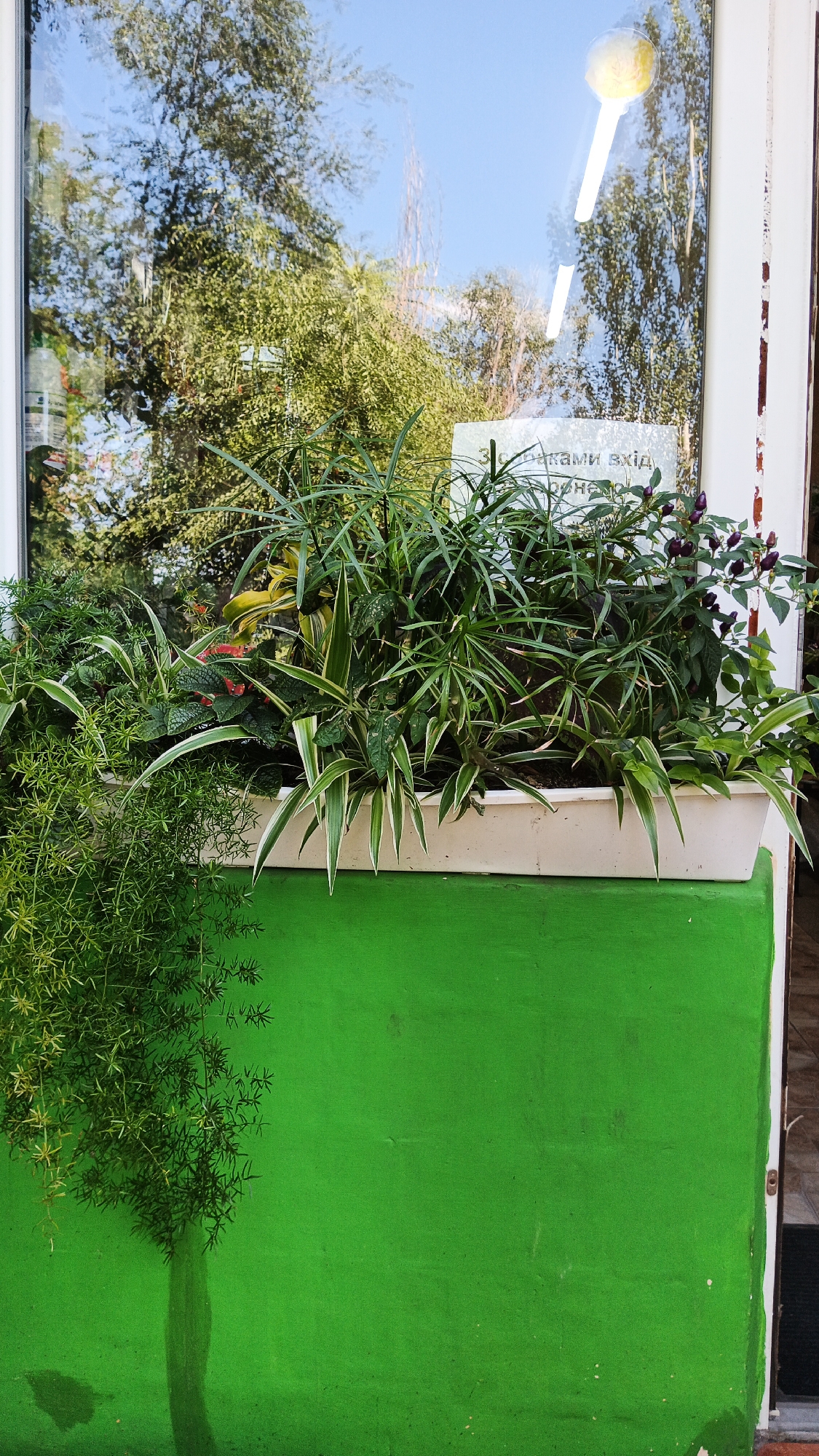 A bright green, textured wall serves as the base for a white planter box overflowing with various green plants and some small purple berries. The planter is positioned in front of a large window. The window reflects trees and a bright blue sky. A sign with Ukrainian text is visible in the reflection on the window. The scene appears to be outdoors, possibly a shop or residential window in Kryvyi Rih, Ukraine.