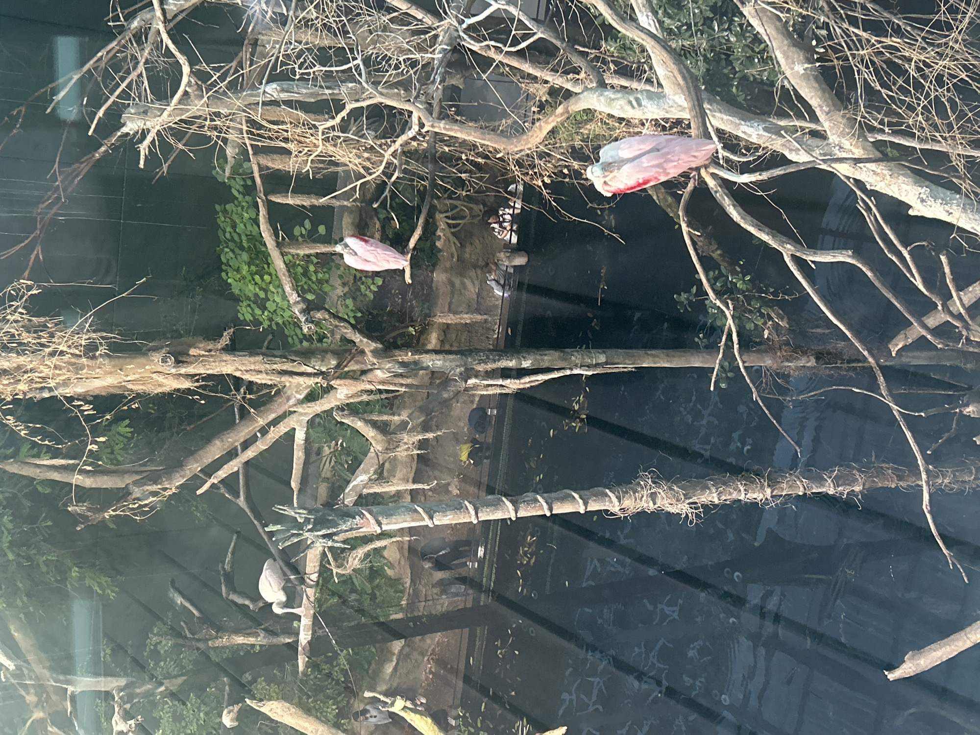 The image depicts a zoo exhibit, likely an aviary, containing roseate spoonbills. The environment consists of bare tree branches, some foliage, and what appears to be a water feature. Two roseate spoonbills are perched on branches in the upper part of the image, while another is visible in the lower portion. A textured rope structure is also present. The image appears to be taken through glass, with reflections visible. The location, Barcelona, Spain, is not visually discernible from the image alone.