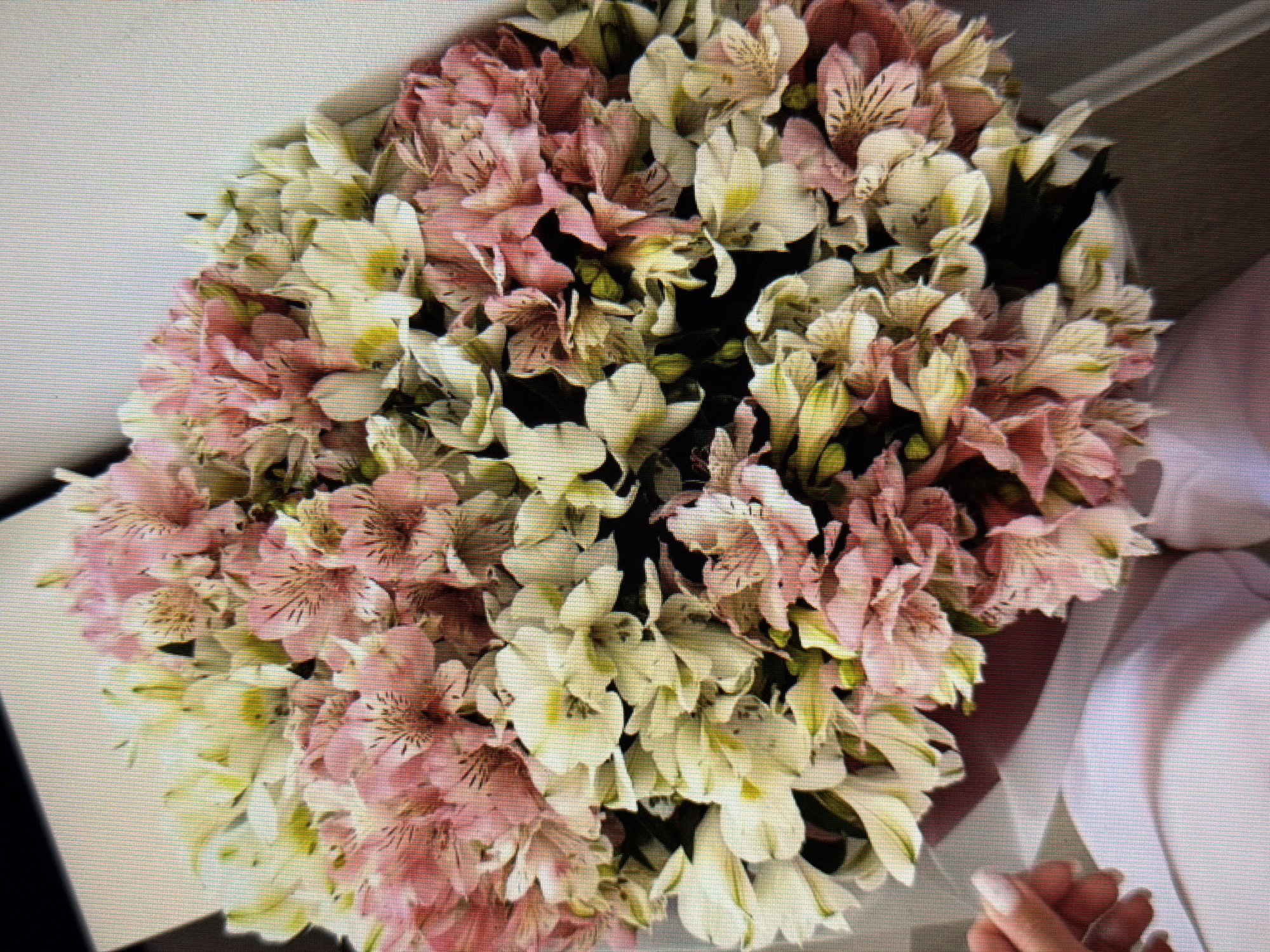 An overhead shot shows a bouquet of alstroemeria flowers, in shades of pink and white, arranged in a rounded shape and presented in a bouquet wrapper of dark red. The flowers have delicate, speckled petals and some green stems and buds are visible. In the bottom left corner, a person's left hand with manicured fingernails is visible, gently touching the bouquet. The bouquet rests on a light-colored, textured surface, possibly a table or a gift wrap. The background is a plain, light gray, suggesting an indoor setting. There is no indication of the city of Sirius, Russia, or any specific environmental context.