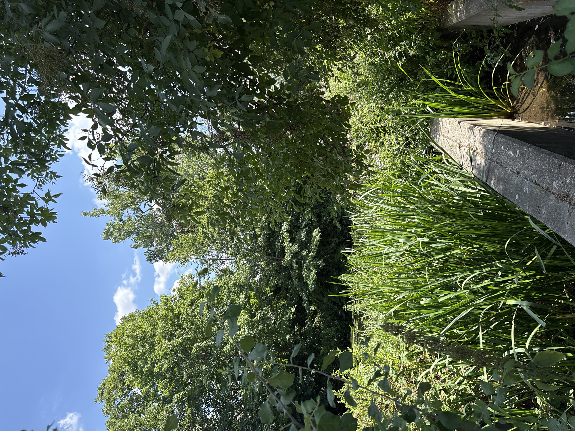 The image depicts a lush, green scene, likely taken during daytime given the bright sunlight and clear blue sky dotted with white clouds. The foreground is dominated by a concrete structure, possibly a bridge abutment or retaining wall, on the right side of the frame. Adjacent to this structure, a dense growth of tall, vibrant green reeds or similar aquatic plants emerges from the dark water.
Beyond the reeds, the scene opens up to a dense canopy of trees and foliage. The trees are full of leaves, indicating it is likely summer or late spring. The foliage creates a deep, shaded area in the background, with sunlight filtering through in places, illuminating patches of leaves and creating dappled light. The overall impression is one of a natural, overgrown area within or adjacent to an urban environment. The presence of the concrete structure suggests this is a man-made element interacting with a natural setting. Without further context, it is impossible to pinpoint a specific location within Chelmsford, United Kingdom, though such scenes are common along riverbanks, canals, or in parkland areas. There are no people or animals visible in the image.