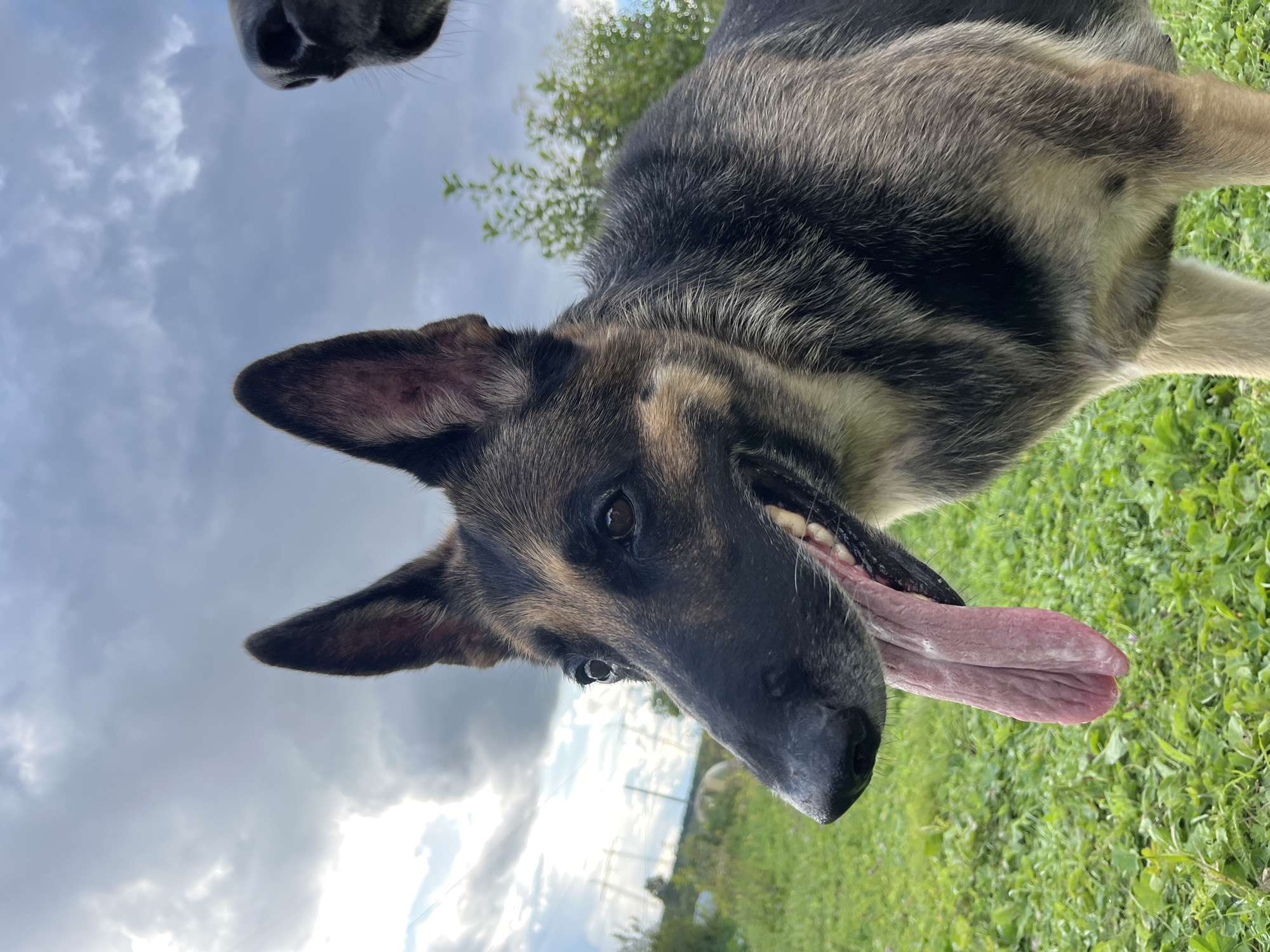 This is a close-up, eye-level, outdoor photograph of a German Shepherd dog, with its mouth open and tongue hanging out. The dog is positioned in the foreground, with its head and upper body visible. Its fur is a mix of black, brown, and tan. The background consists of green grass, trees, and a cloudy sky. Another dog's nose is visible in the upper right corner of the frame. The setting appears to be a park or a field, likely in the city of Nizhny Tagil, Russia, given the cloudy sky and vegetation. There are no humans or other identifiable objects in the frame.