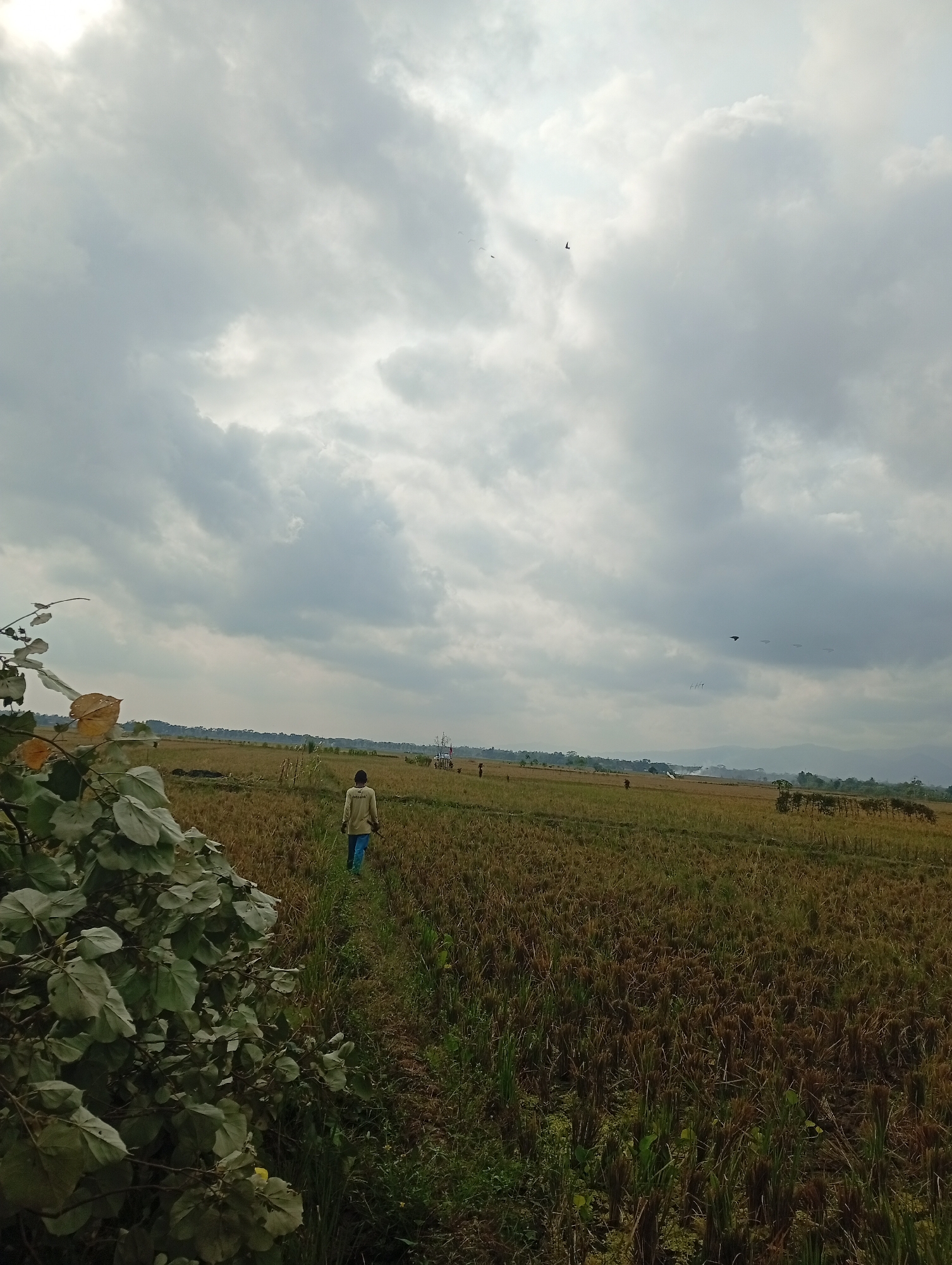 An overcast, cloudy sky looms over a rural landscape. A lone person walks on a path through a harvested rice field. The field is predominantly brown with stubble from the harvested crop, interspersed with patches of green grass and weeds. In the foreground, to the left, a bush with large, green leaves partially obscures the view. The horizon line shows a distant treeline and hills. Several birds are visible flying in the sky. The overall scene depicts a quiet, agricultural setting under a grey sky.