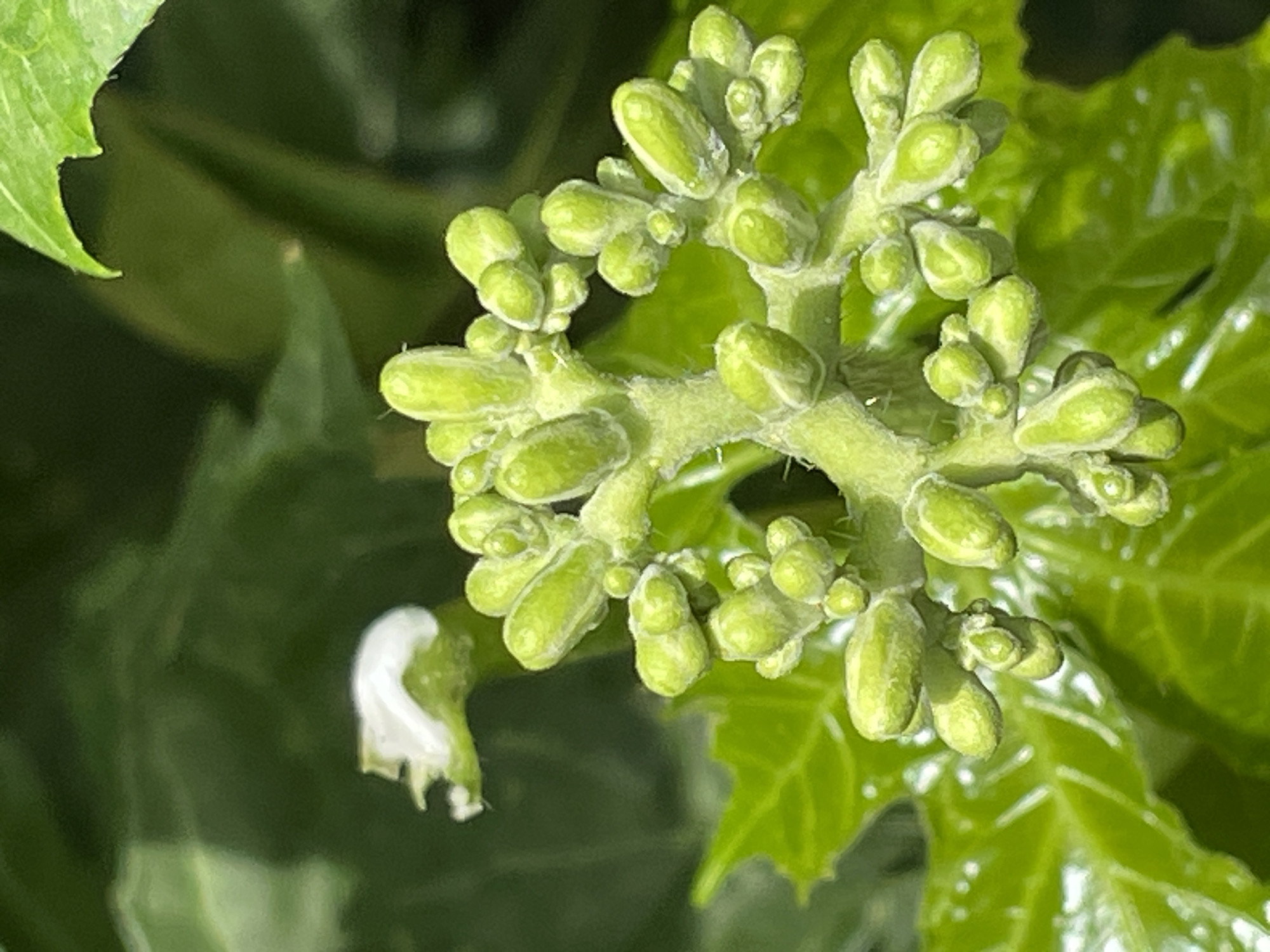 A close-up photograph shows a cluster of immature, green flower buds and green leaves, likely from a tree or shrub. One white flower petal is visible. The location is unknown and the image does not suggest the city of Jos, Nigeria. No people, actions, or interactions are visible. The environment consists of foliage.