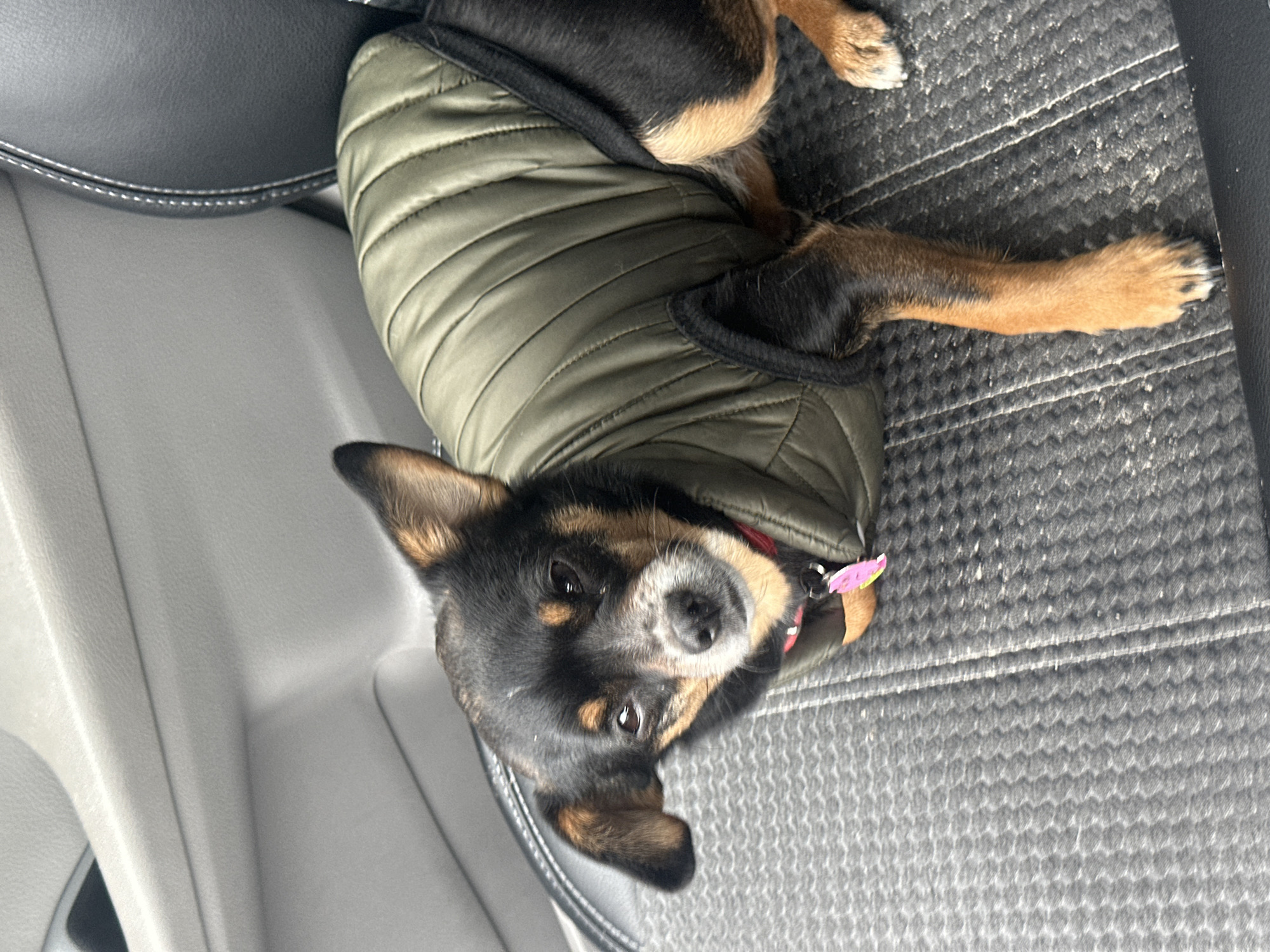 A small dog wearing a green quilted vest is lying on the gray patterned seat of a car. The dog is black and brown, with a pink tag visible on its collar. The car interior includes a gray seat and a light gray plastic panel. The location is unknown, but the prompt provides Kyiv, Ukraine as the possible location.
