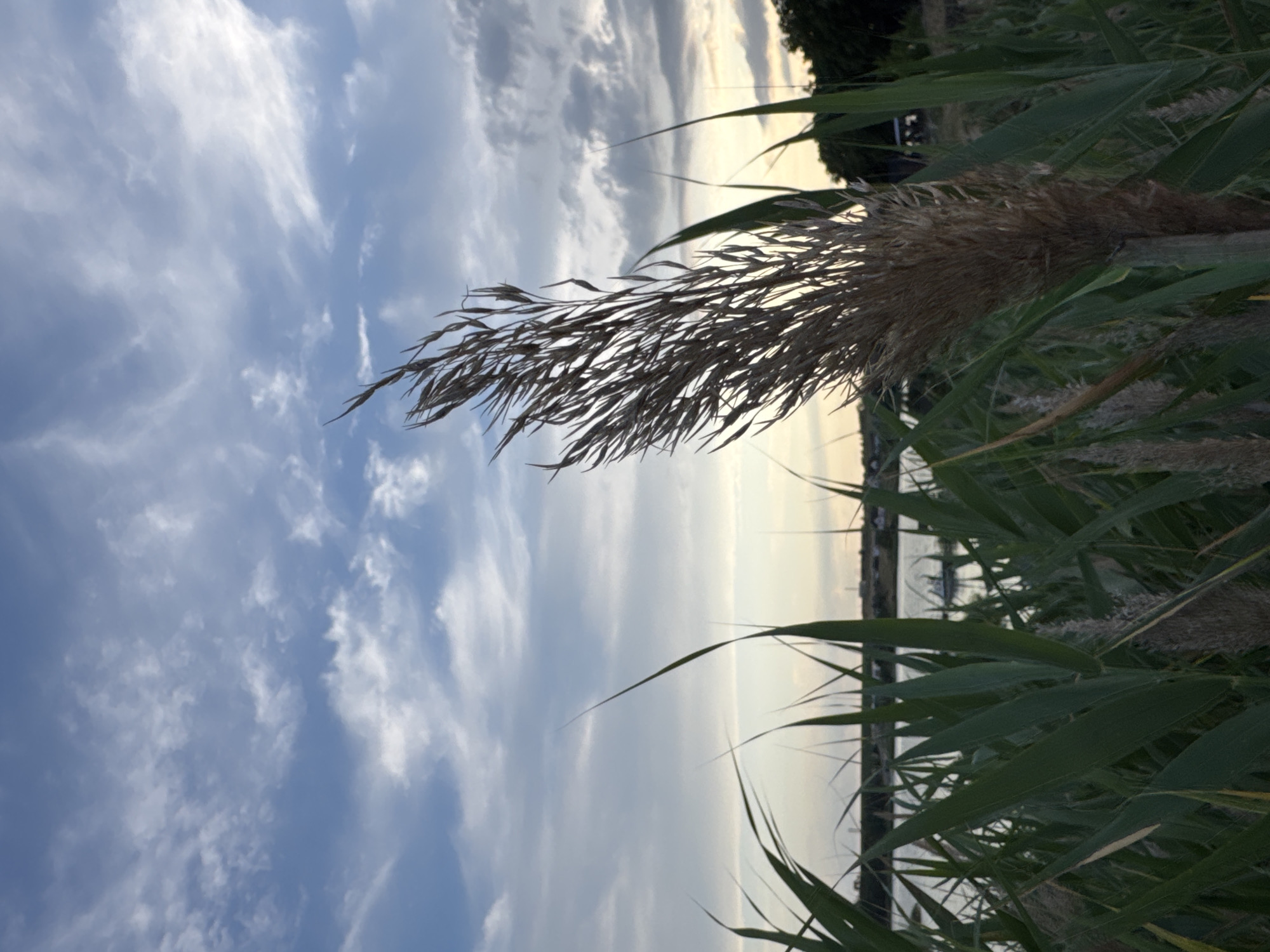 The image depicts a serene natural scene with a focus on reeds in the foreground, set against a backdrop of a tranquil body of water and a cloudy sky. The reeds are lush and green, with one prominent, dried reed head in the center, its feathery texture catching the light. The water is calm and reflects the soft colors of the sky, which is a blend of blue and white clouds, suggesting either early morning or late afternoon light. In the distance, along the far bank of the water, there are hints of human habitation, with what appear to be scattered buildings and trees. The overall impression is one of peacefulness and natural beauty. The location is identified as Karachunivka, Ukraine. There are no people or animals visible in the image, nor any discernible actions or interactions. The environment is characteristic of a lakeside or riverside setting.