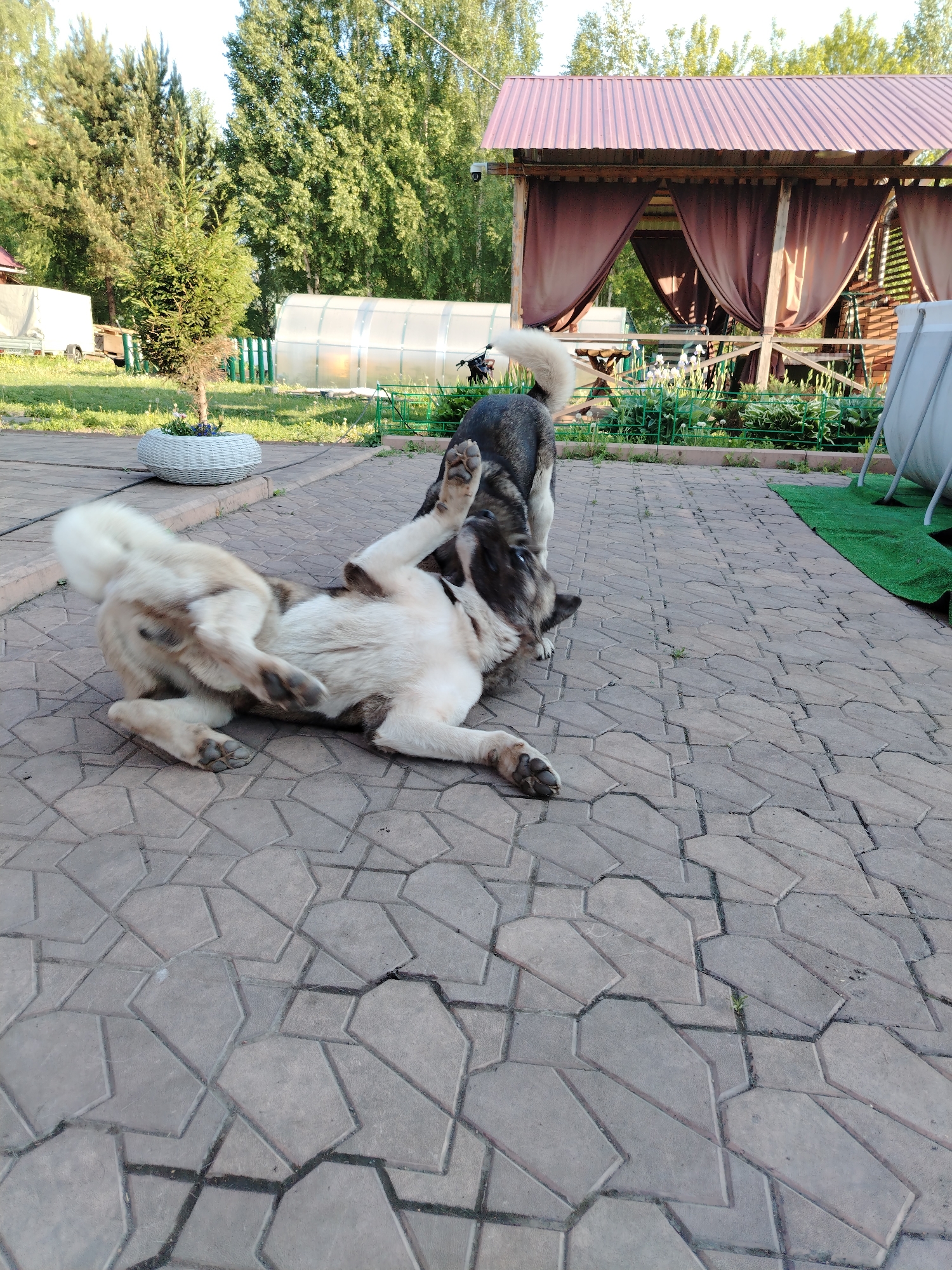 In the city of Rassvet, Russia, two large dogs are playfully interacting on a paved patio area. One dog is lying on its back with its paws in the air, while the other dog is standing over it. The background features lush green trees, a greenhouse, and a covered outdoor seating area with brown curtains. The patio is made of gray interlocking pavers.