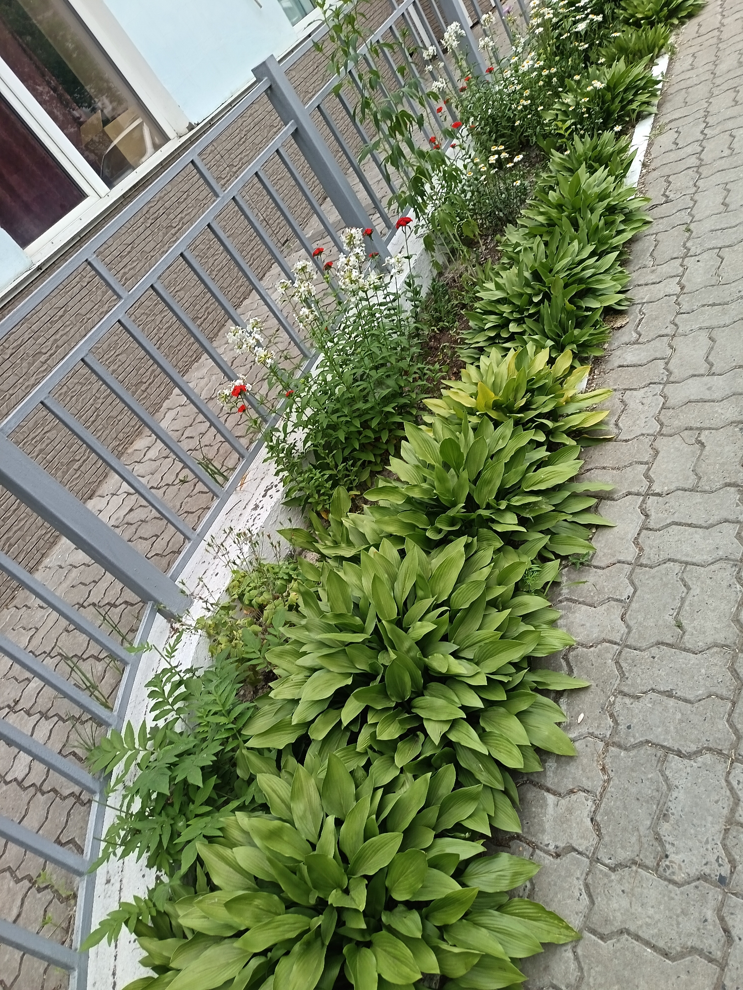The image displays a flowerbed along a paved walkway, bordered by a metal fence and a building. The flowerbed contains several rows of lush, green hosta plants and smaller plants with white and red flowers. The walkway is made of interlocking concrete pavers. The building in the background has a textured facade and a window with reflections. The scene appears to be an outdoor urban environment, likely in Komsomolsk-on-Amur, Russia, given the context. There are no people or animals visible in the image. The lighting suggests it is daytime, possibly overcast.