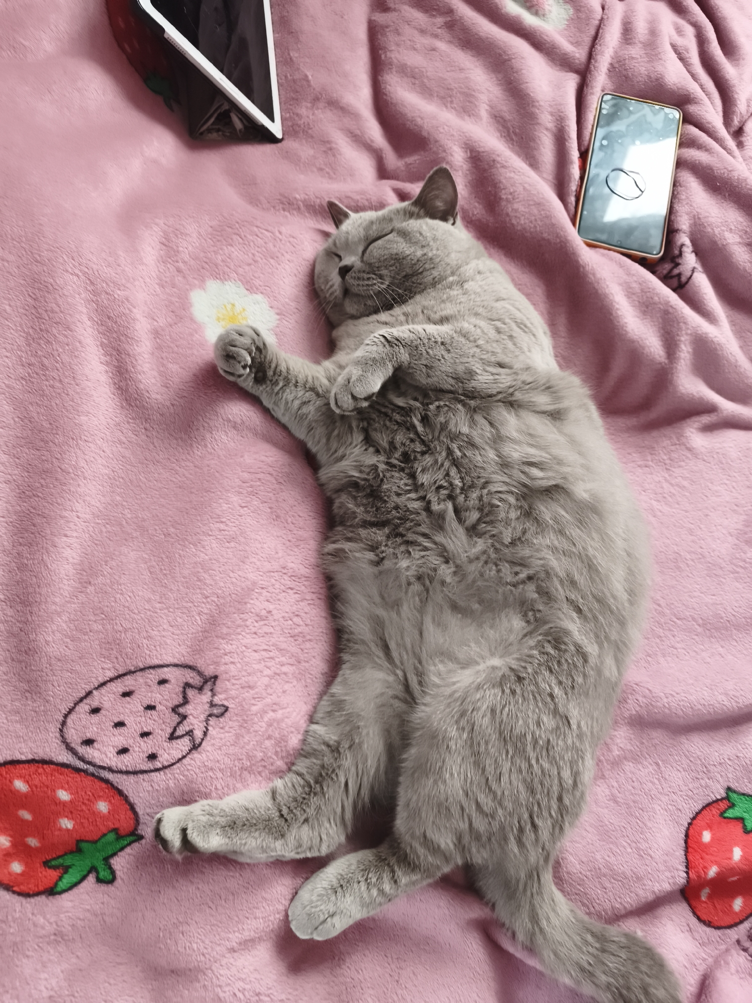 A British Shorthair cat is sleeping on a pink, plush blanket. The blanket has a pattern of embroidered strawberries and a embroidered white flower. The cat is lying on its back with its eyes closed and paws in the air, holding the white flower. To the left of the cat is a tablet device propped up in a case with a strawberry design. To the right of the cat is a smartphone. The scene appears to be indoors, possibly a bedroom. The lighting suggests it could be daytime. The cat looks peaceful and relaxed. No visible text is present in the image. The location context is Daugavpils, Latvia.