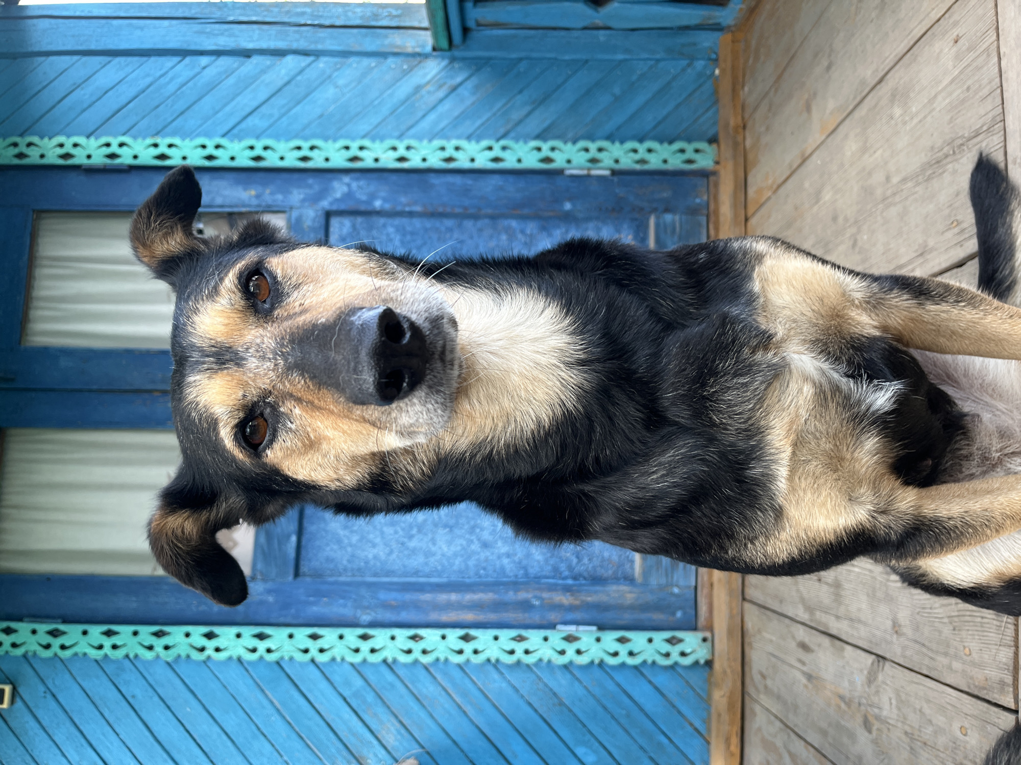 A medium-sized, mixed-breed dog with black and tan fur sits on a wooden porch in front of a blue wooden door. The dog is facing the camera directly, with its ears perked. The porch is made of weathered wooden planks, and a light-colored curtain is visible behind the blue door. Decorative carved green trim runs vertically along the sides of the doorframe. The scene is outdoors, suggesting it is daytime. The setting appears to be residential, with the architecture possibly indicative of a rural or older urban area in Russia, but no specific location in Nizhny Tagil can be determined from the visual information alone.