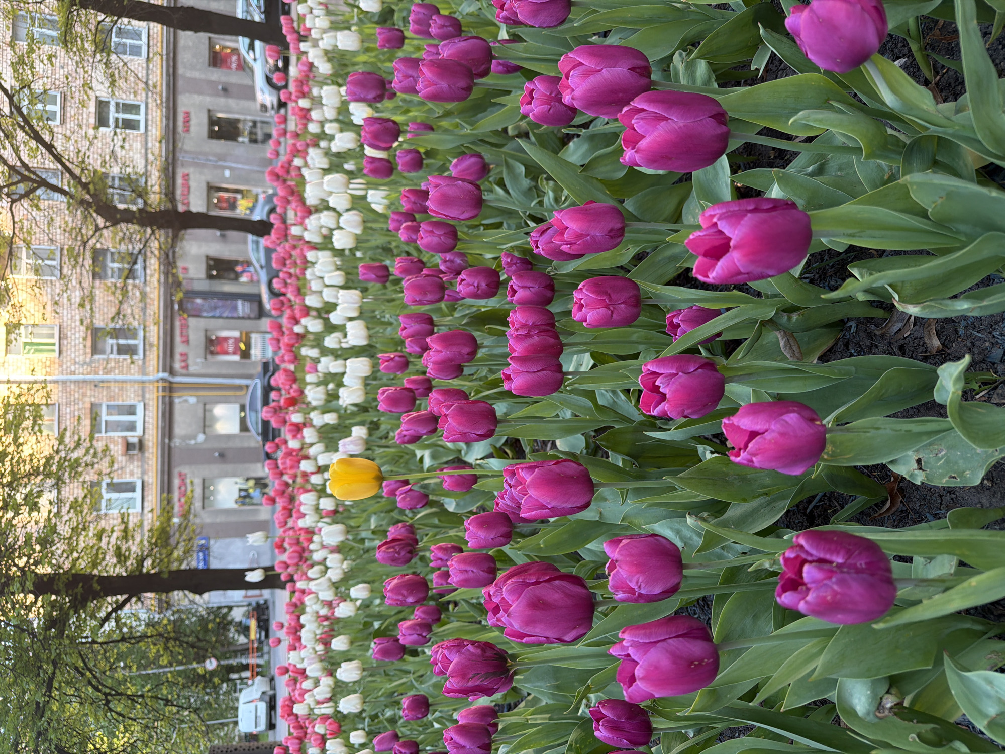 Here's a description of the image:
The image shows a flowerbed of tulips in full bloom. The tulips are predominantly purple, with rows of white and pink tulips visible in the background. A single yellow tulip is also visible. The flowerbed is located in a city setting, with buildings and trees visible in the background. The architecture of the buildings suggests the location is Moscow, Russia. Cars are parked near the building. The photograph is taken from a ground-level perspective, looking slightly upward at the flowers. The light appears to be soft, suggesting the time of day is either early morning or late afternoon.