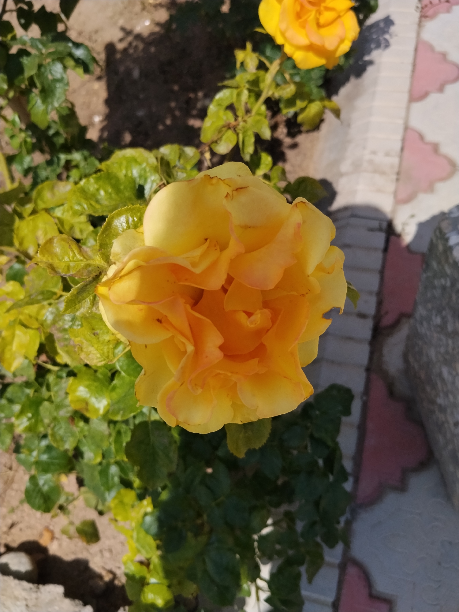An overhead, medium shot captures a vibrant yellow rose in full bloom, its petals intricately layered and curled. The rose's stem is partially visible, surrounded by lush green foliage. To the right of the rose, a decorative tiled pathway is visible, with a light-colored wall behind it. The ground is a sandy, earthy color, with shadows cast from unseen objects. Another yellow rose is visible further in the background, slightly out of focus. The scene appears to be an outdoor garden setting, possibly a residential area.