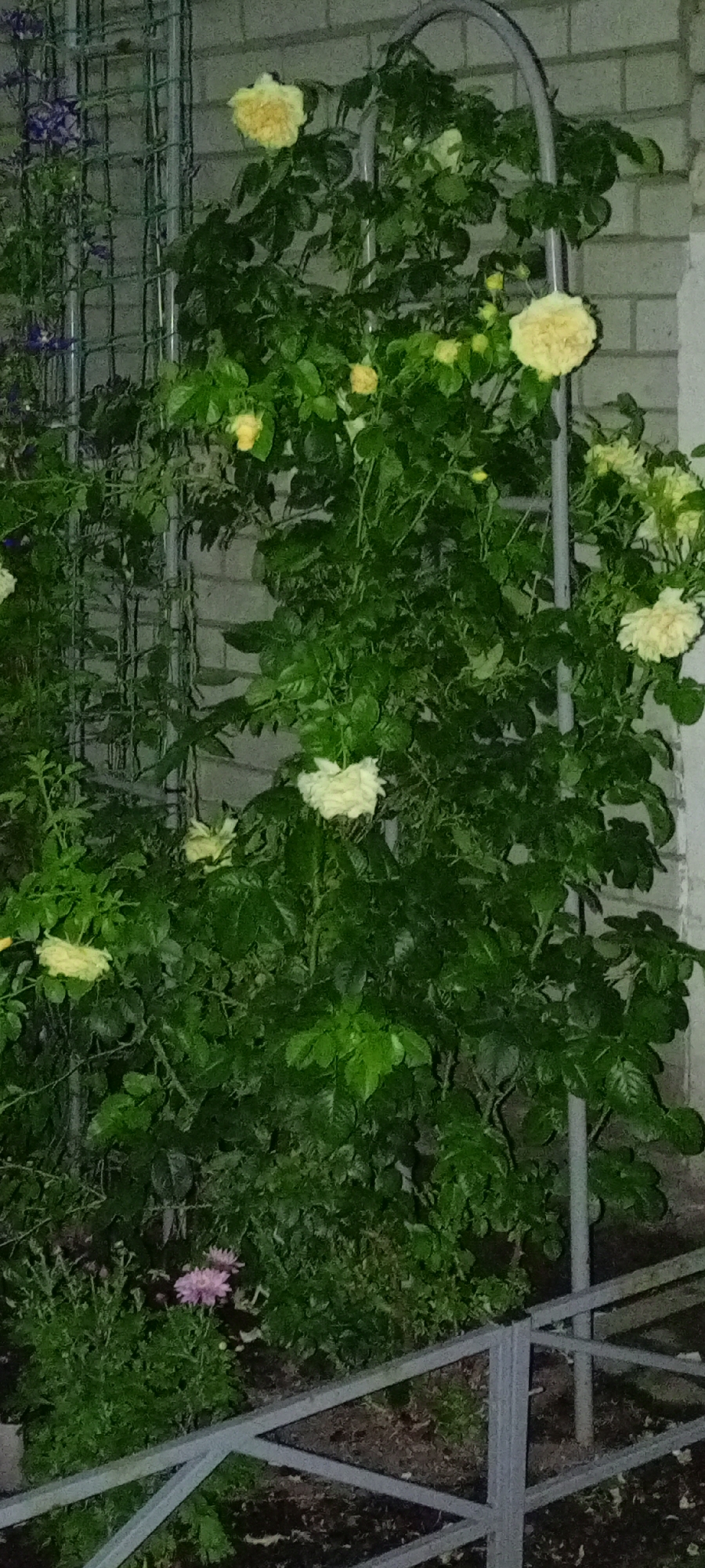 This is a medium shot, low-angle, outdoor, nighttime photograph of a climbing rose bush with pale yellow flowers, situated in Kirsanov, Russia. The rose bush is trained on a gray metal archway and a lattice structure, with a brick wall in the background. There are also some purple flowers and green foliage visible in the foreground and midground. A gray metal fence runs across the bottom of the image. The lighting suggests artificial light sources are present.