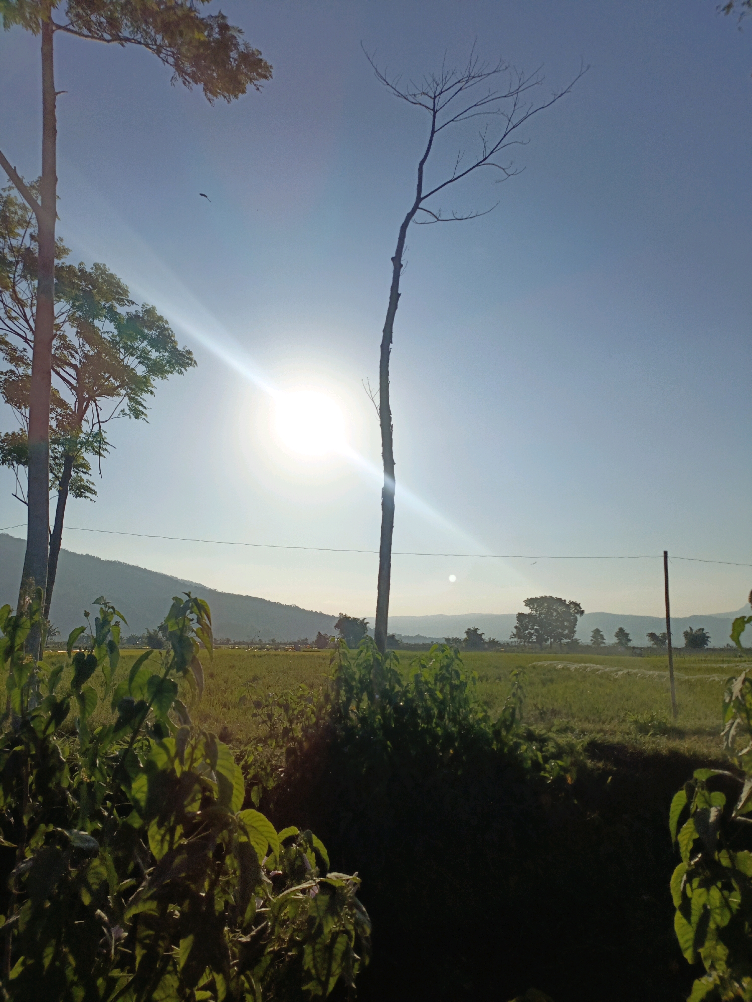 This image captures a serene rural landscape in Rowosari, Indonesia, bathed in the warm glow of the afternoon sun. The scene is dominated by a clear, pale blue sky, with the sun prominently positioned slightly off-center, creating a bright lens flare that extends across the frame. In the foreground, lush green foliage creates a dark, shadowy border on the left and right sides of the image.
To the left, a tall tree with dark bark and vibrant green leaves stands against the sky. Further left, another tree with similar foliage adds depth to the scene. In the center of the image, a striking, bare tree with a thin, dark trunk and intricate branches reaches upwards, silhouetted against the bright sky.
The midground reveals a vast expanse of green fields, likely rice paddies, stretching towards a rolling, blue-hued mountain range in the distance. A subtle haze softens the outline of the mountains, characteristic of a warm climate. A single, thin power line stretches horizontally across the midground, supported by a thin post on the far right. Scattered trees dot the landscape between the fields and the distant mountains. A small bird can be seen in flight in the upper left quadrant of the sky. The overall impression is one of natural beauty and tranquility.