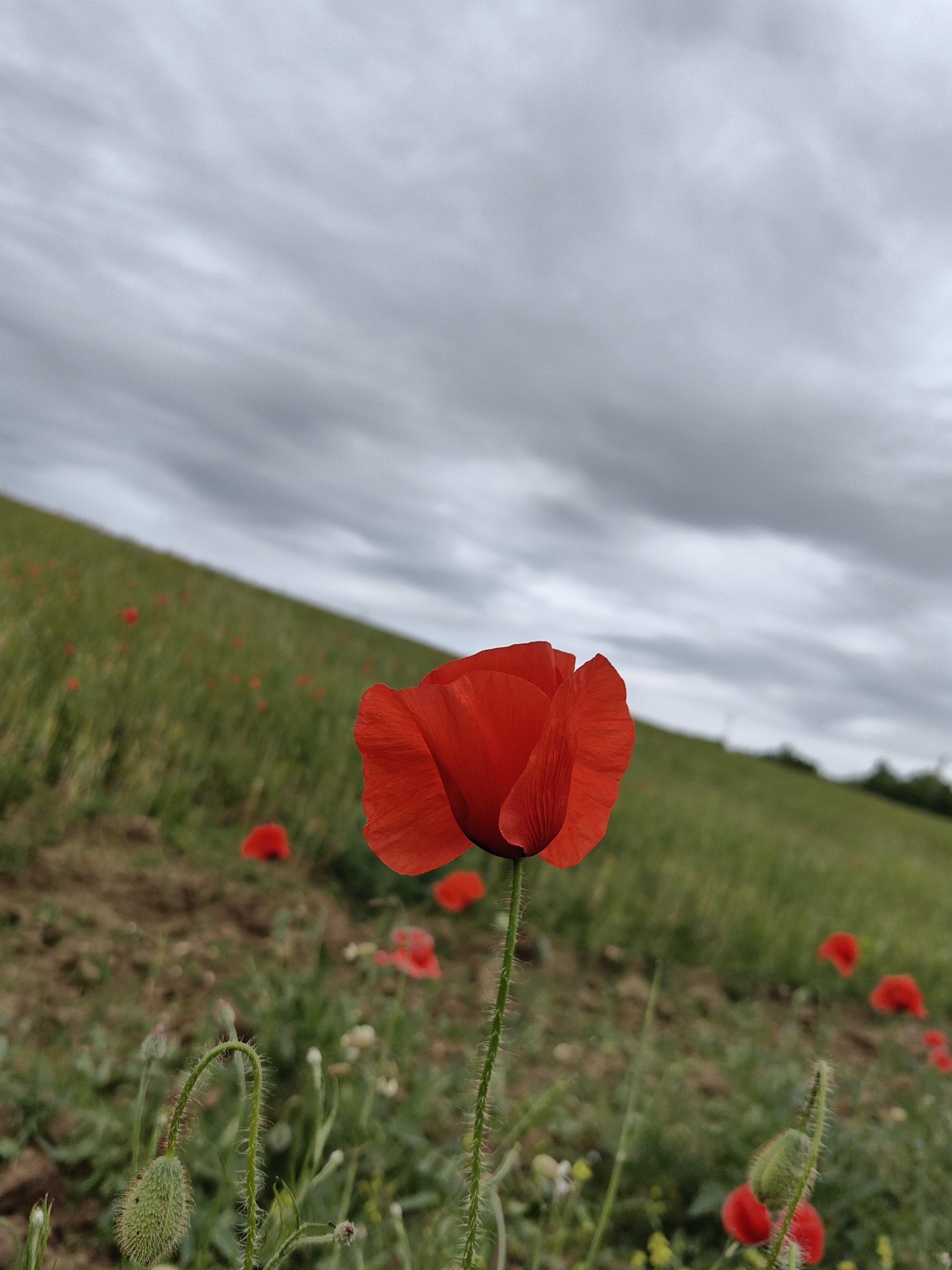 This image captures a close-up of a vibrant red poppy standing prominently in the foreground, sharply in focus. Its delicate, ruffled petals are a deep scarlet hue. To the lower left, a green, hairy poppy bud with a gracefully curved stem is visible, suggesting new growth.
The background depicts a sloped green field, extending upwards from left to right, creating a dynamic visual line. This field is dotted with numerous other red poppies and some scattered small yellow flowers, all rendered with a soft, natural bokeh, indicating a shallow depth of field. Patches of earthy brown soil are visible amidst the green grass.
The upper portion of the photograph is dominated by a heavily overcast, grey sky filled with soft, diffused clouds, suggesting a cloudy day or possibly an impending rain. A faint line of distant trees or shrubs can be discerned along the horizon on the right side of the frame. The overall scene portrays a tranquil natural landscape, possibly a rural hillside or meadow, under a muted sky. There is no human activity or visible text. The setting is Зуйское сельское поселение, Ukraine, during daytime.